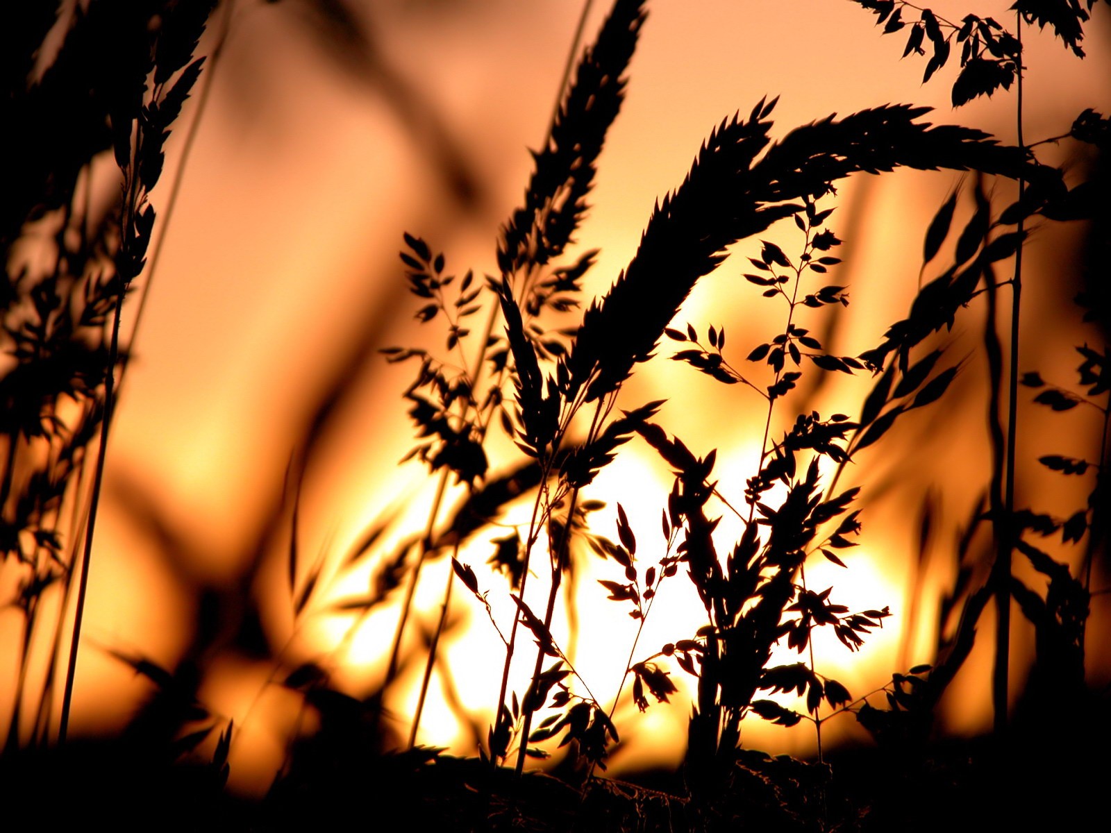 General 1600x1200 silhouette spikelets sunset nature plants