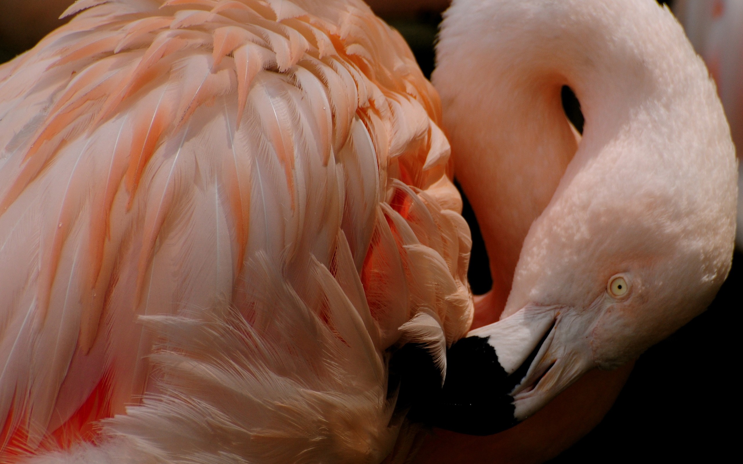 General 2560x1600 flamingos animals birds closeup beak feathers