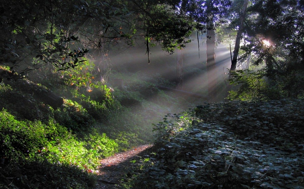General 1230x768 nature forest sun rays mist path trees shrubs morning sunlight green