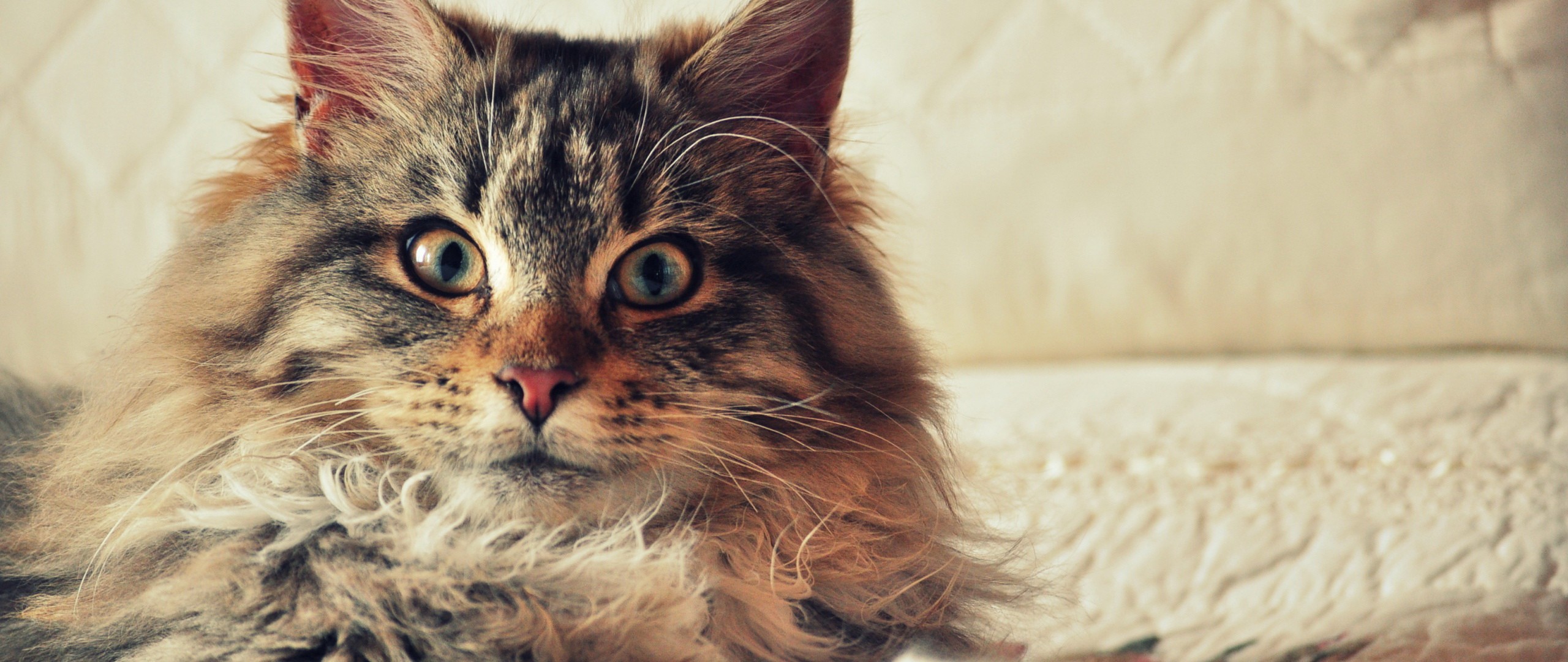 General 2560x1080 cats Maine Coon animals mammals indoors animal eyes