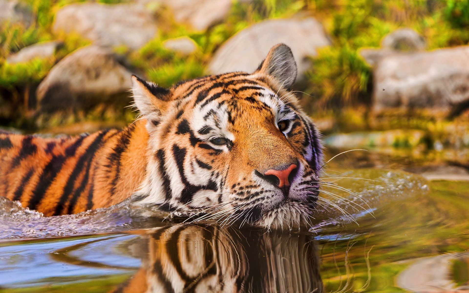 General 1920x1200 animals water tiger big cats mammals in water