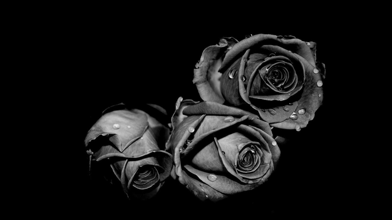 General 1366x768 monochrome rose flowers water drops plants simple background black background