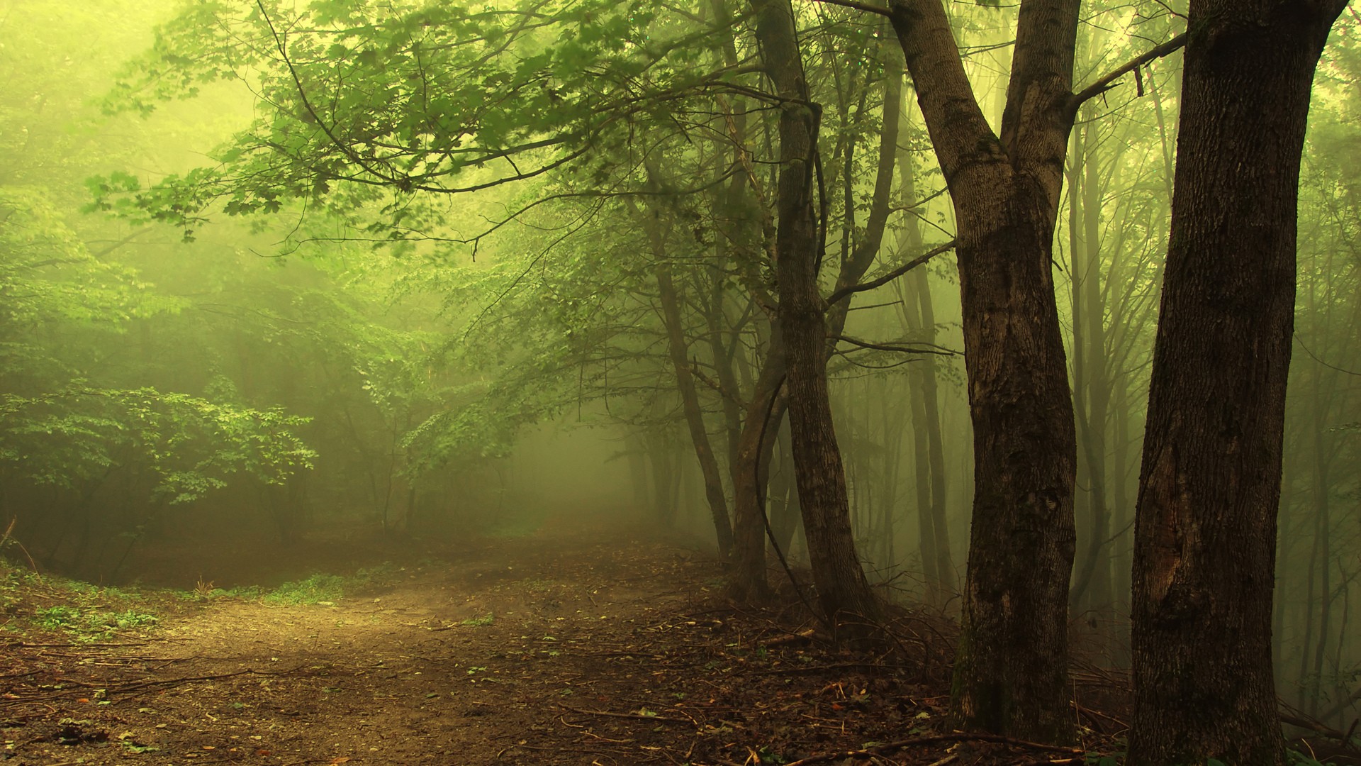General 1920x1080 forest trees mist nature outdoors plants