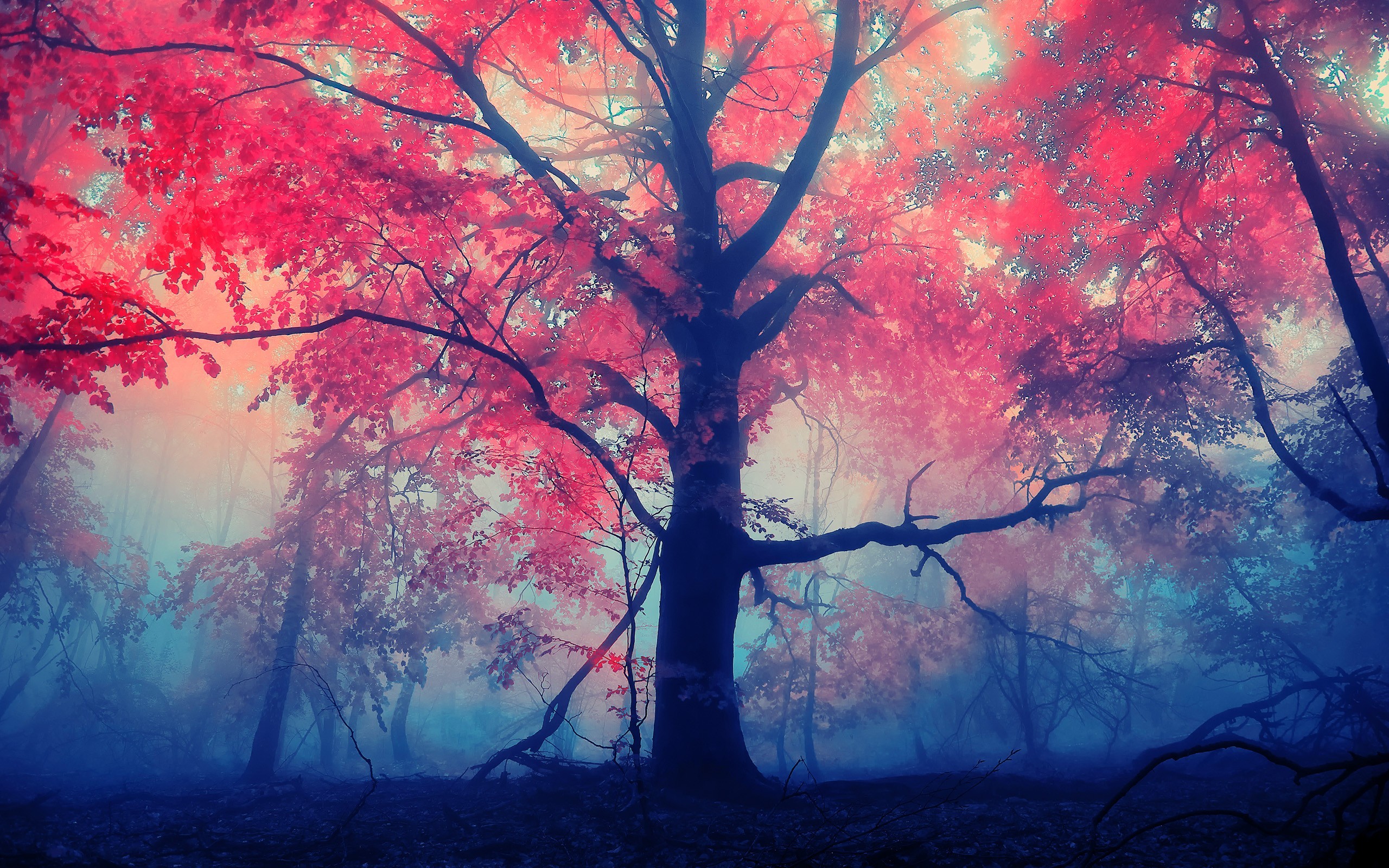 General 2560x1600 trees forest fall mist leaves nature
