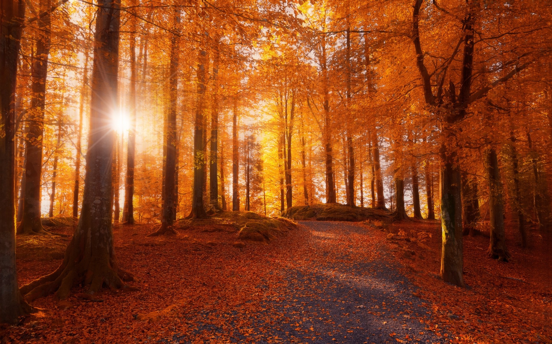 General 1920x1199 morning forest sunlight path trees fall leaves nature Norway dirt road orange plants outdoors fallen leaves