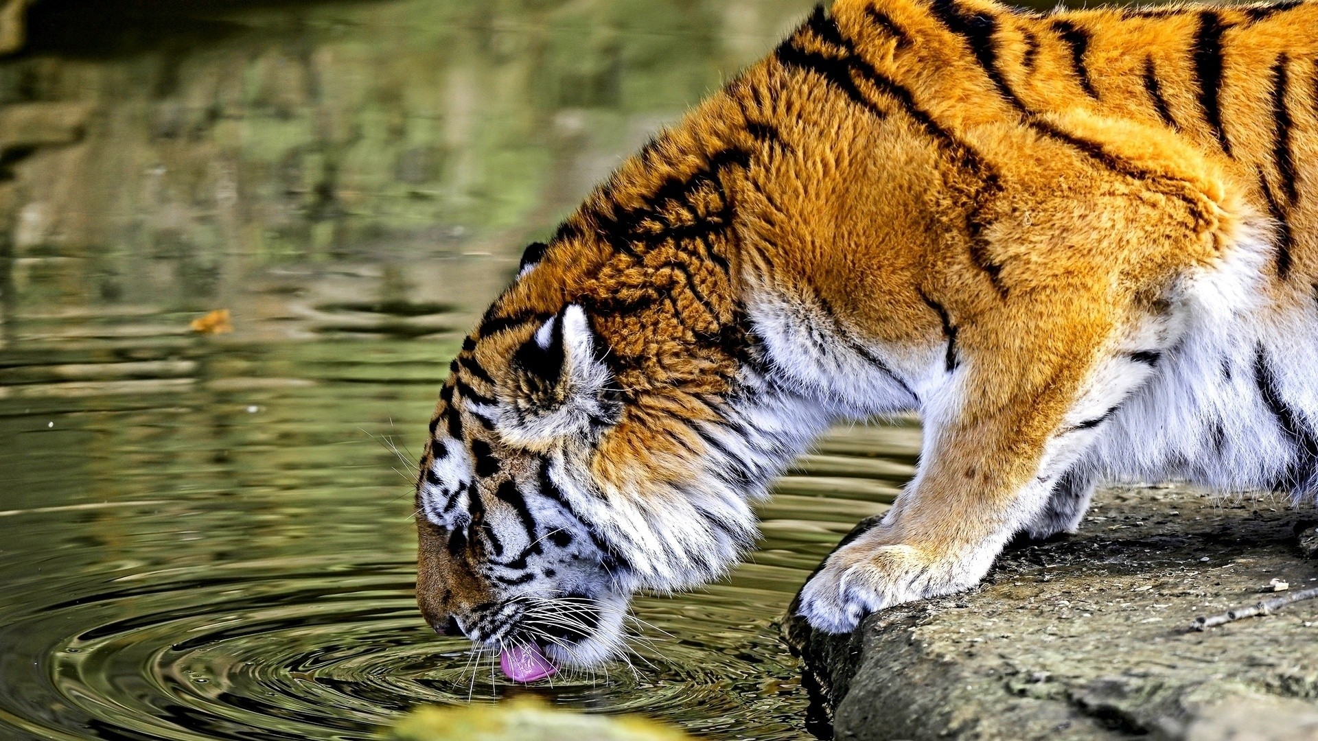 General 1920x1080 animals tiger HDR ripples mammals drinking big cats