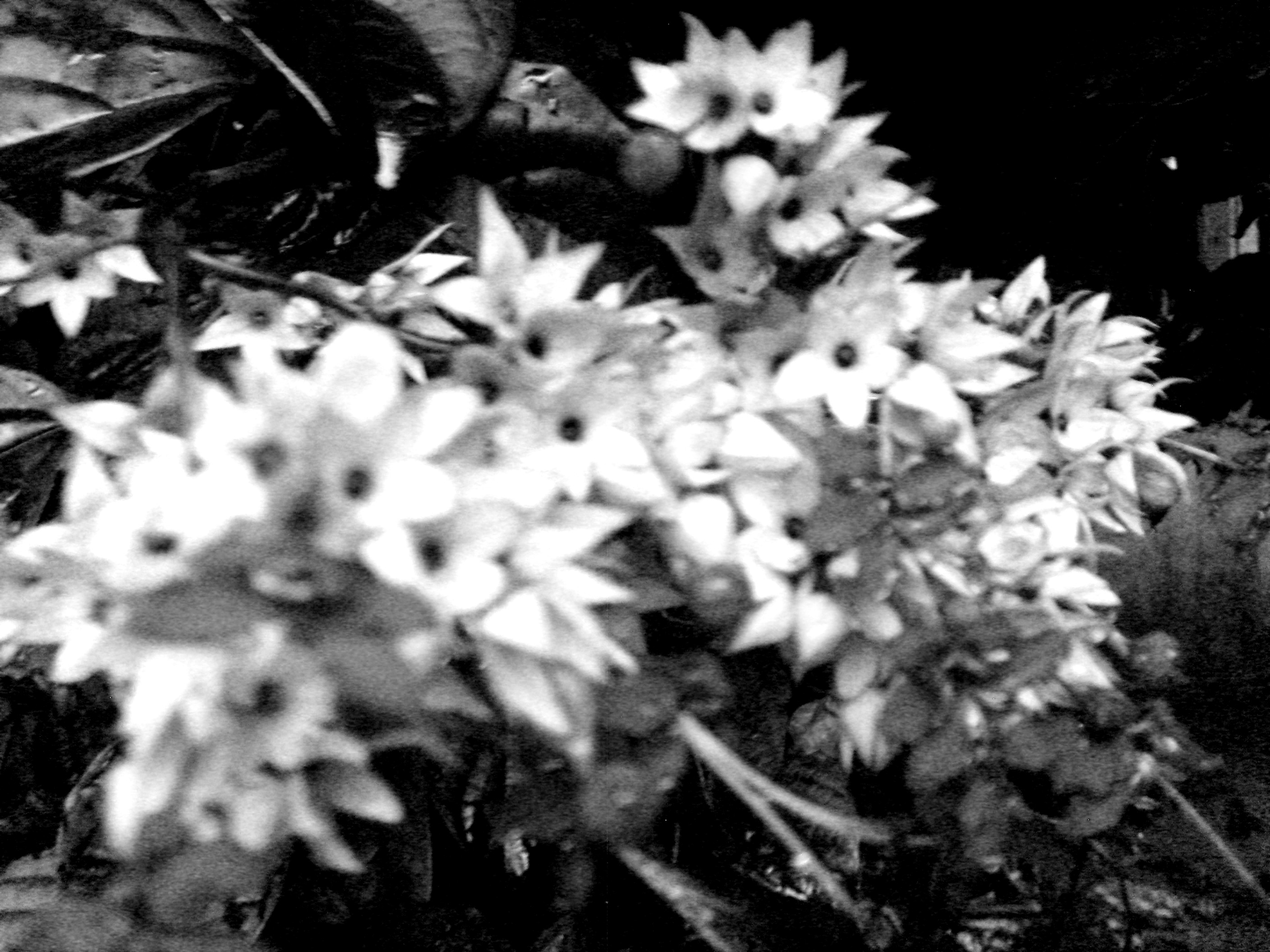 General 2816x2112 flowers monochrome plants garden