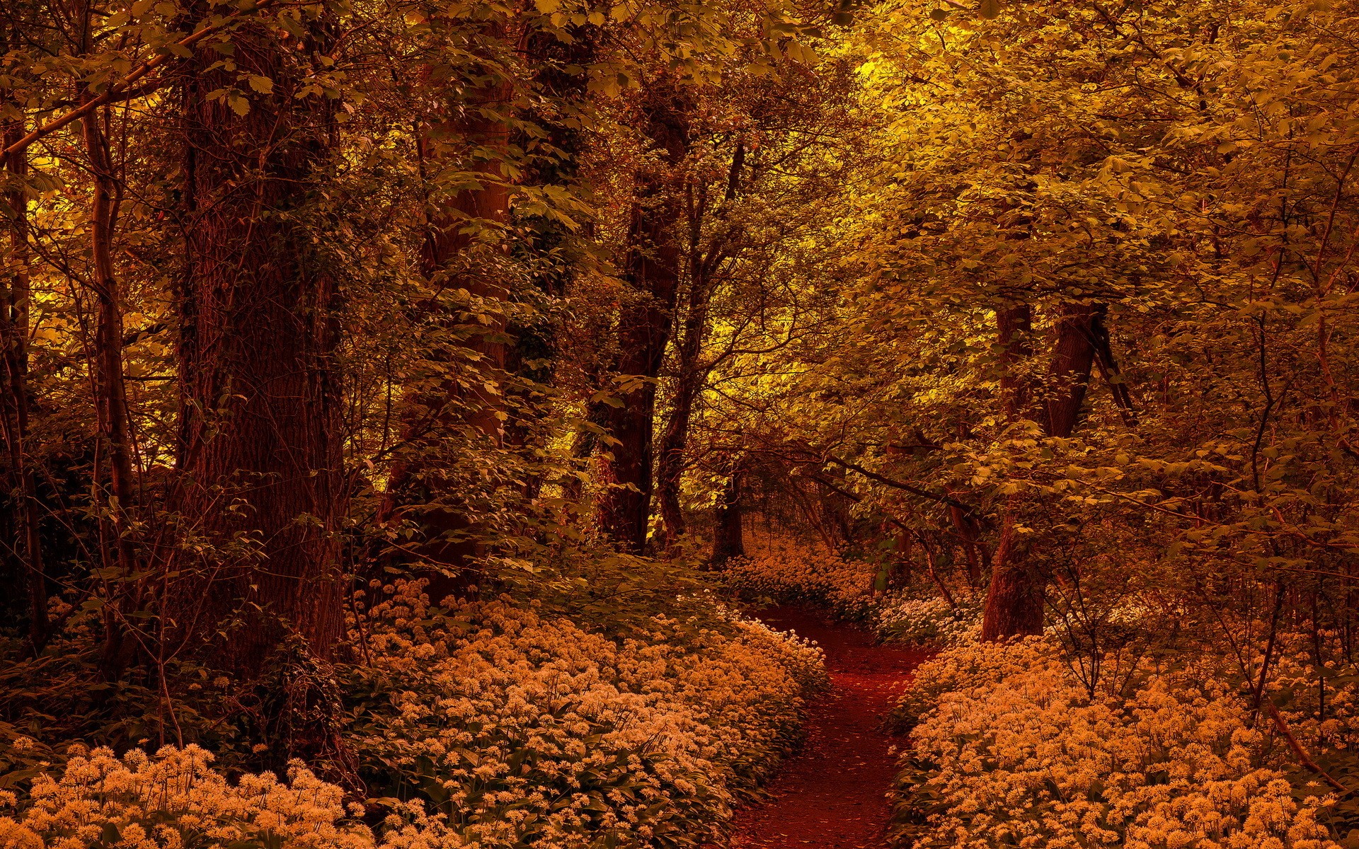 General 1920x1200 nature trees forest fall branch leaves yellow wood flowers path