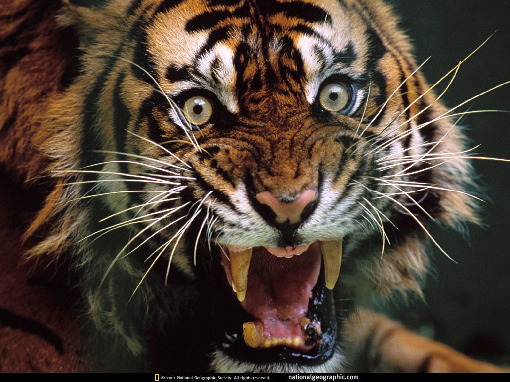 General 1024x768 animals tiger big cats 2001 (year) mammals National Geographic feline fangs