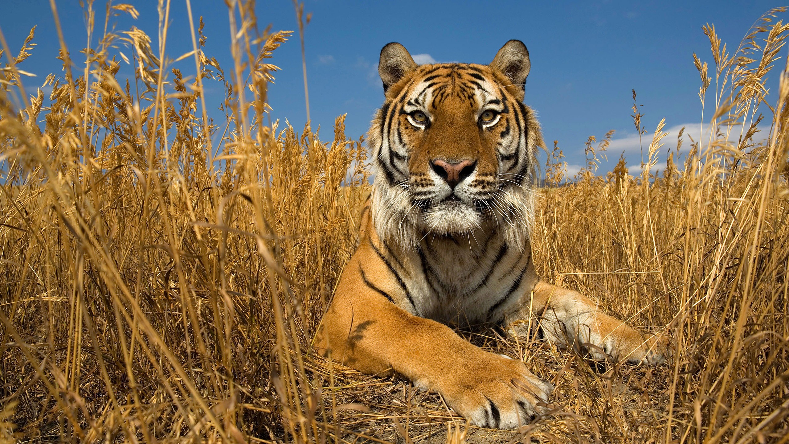 General 2560x1440 animals nature tiger big cats mammals