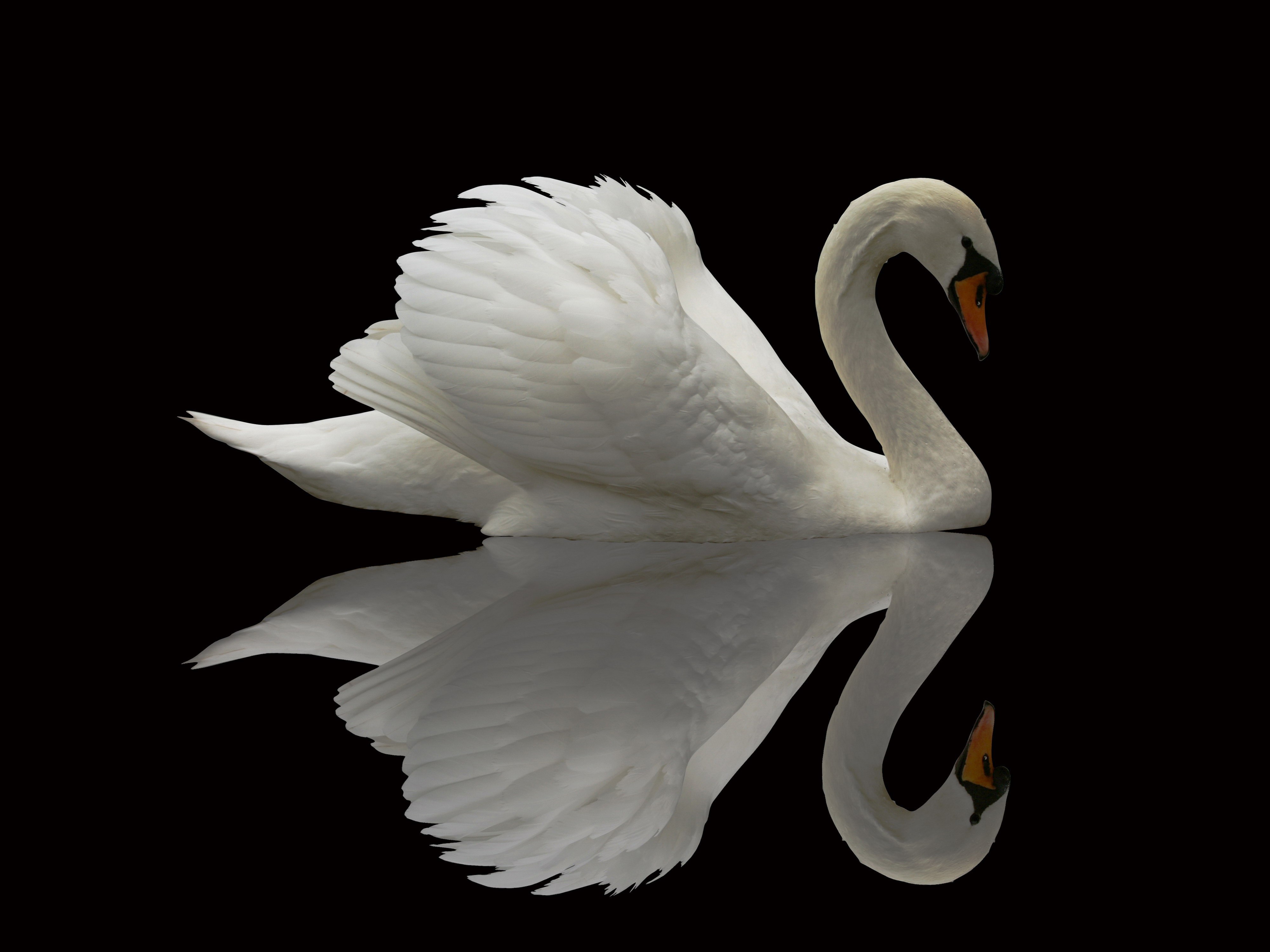 General 4000x3000 wildlife animals swans reflection birds black background simple background