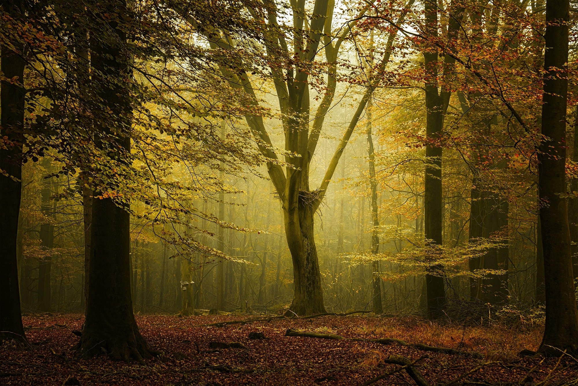 General 2000x1334 nature fall forest sunlight mist leaves calm trees Netherlands