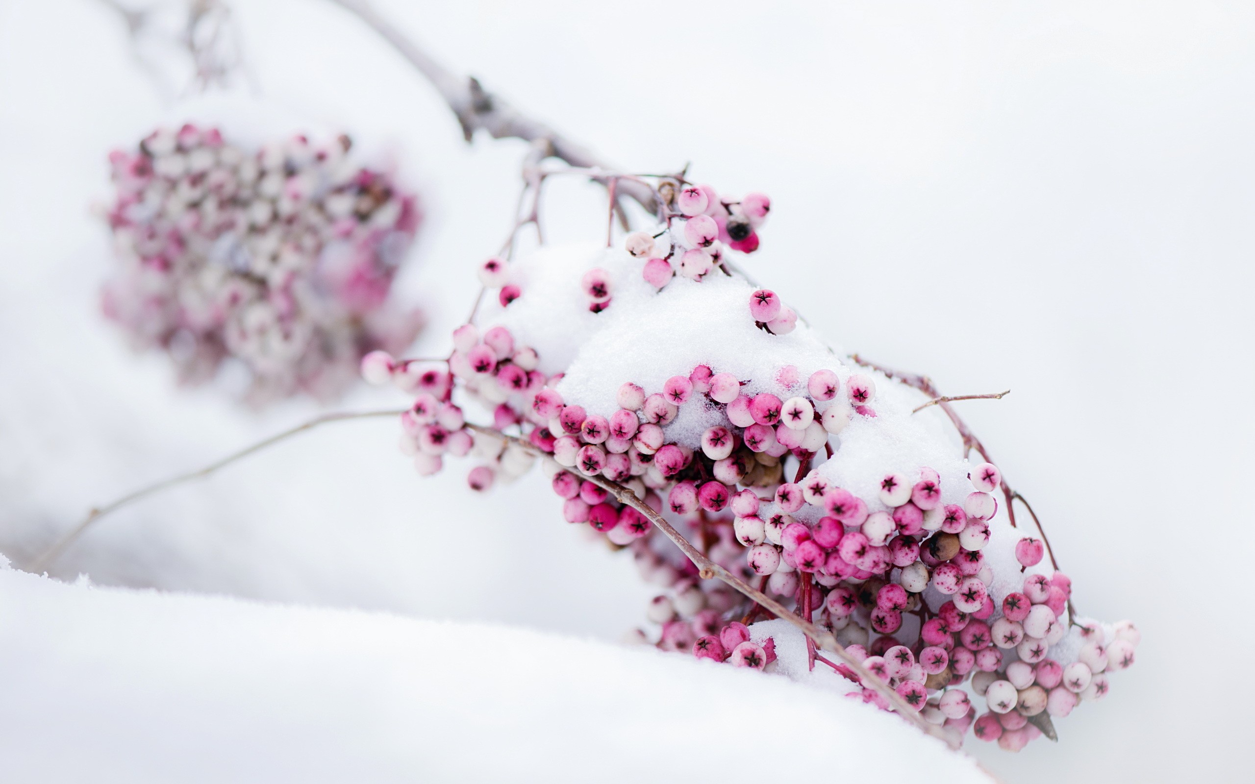 General 2560x1600 plants snow fruit pink cold frost ice nature outdoors berries closeup