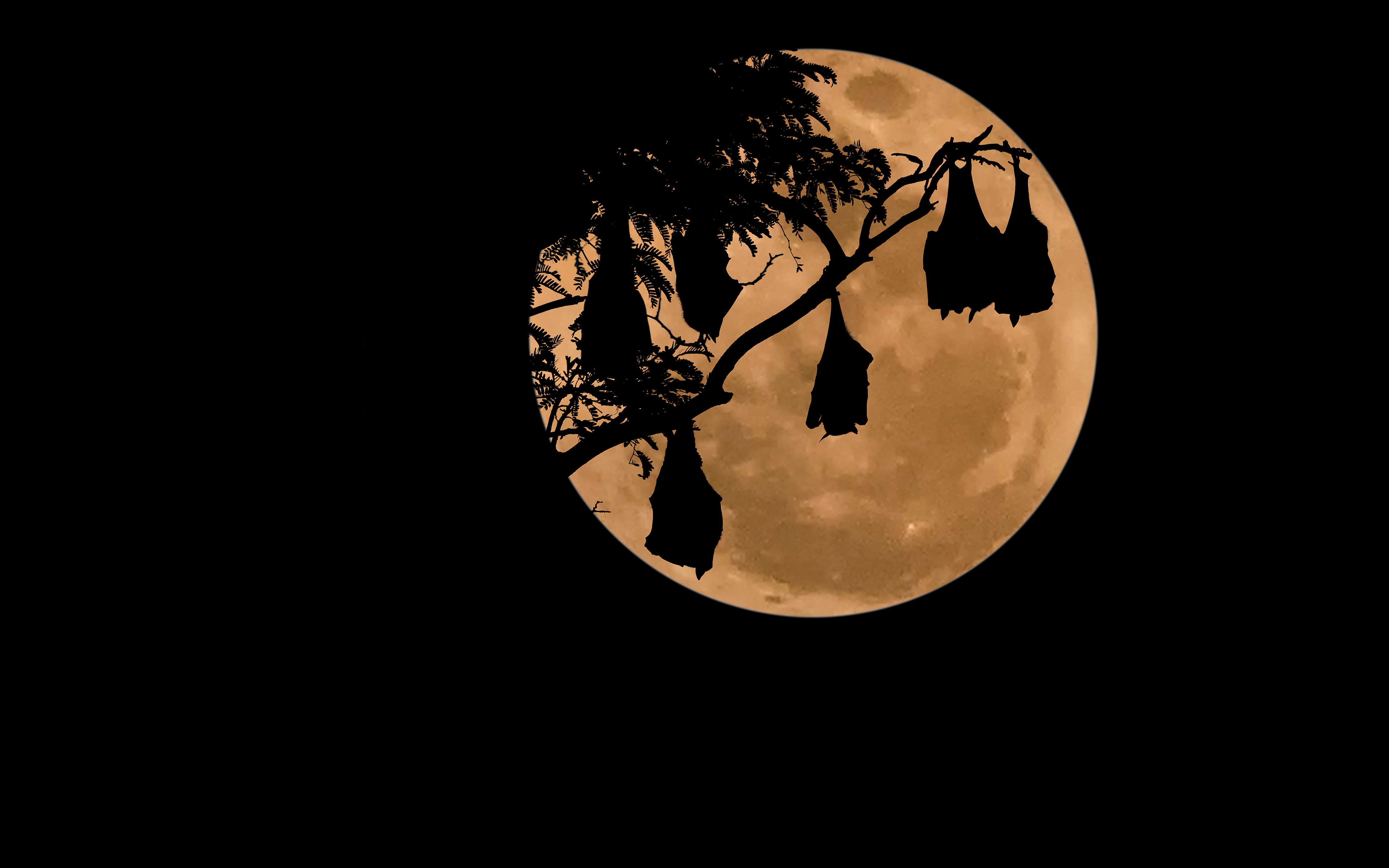 General 3840x2400 Moon bats night simple background animals dark silhouette