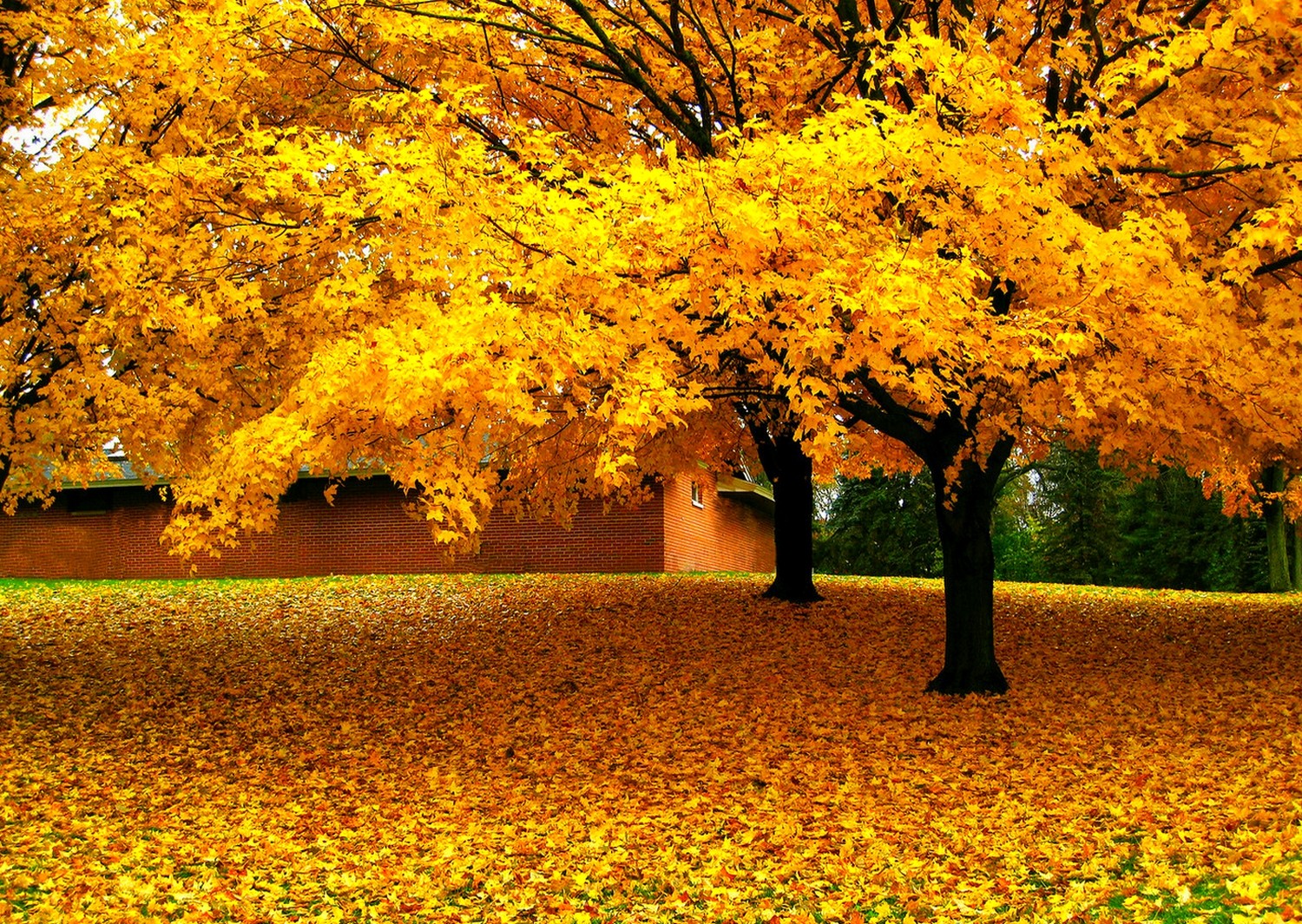 General 1500x1065 nature trees leaves yellow fall house grass fallen leaves