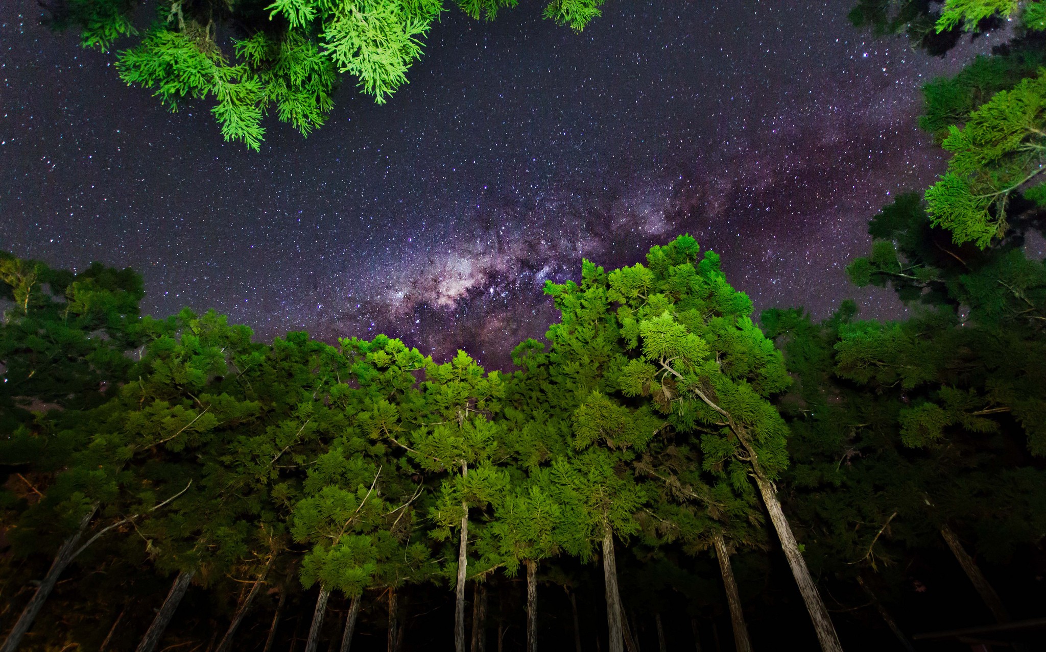 General 2048x1278 star trails plants trees nature forest looking up sky stars outdoors