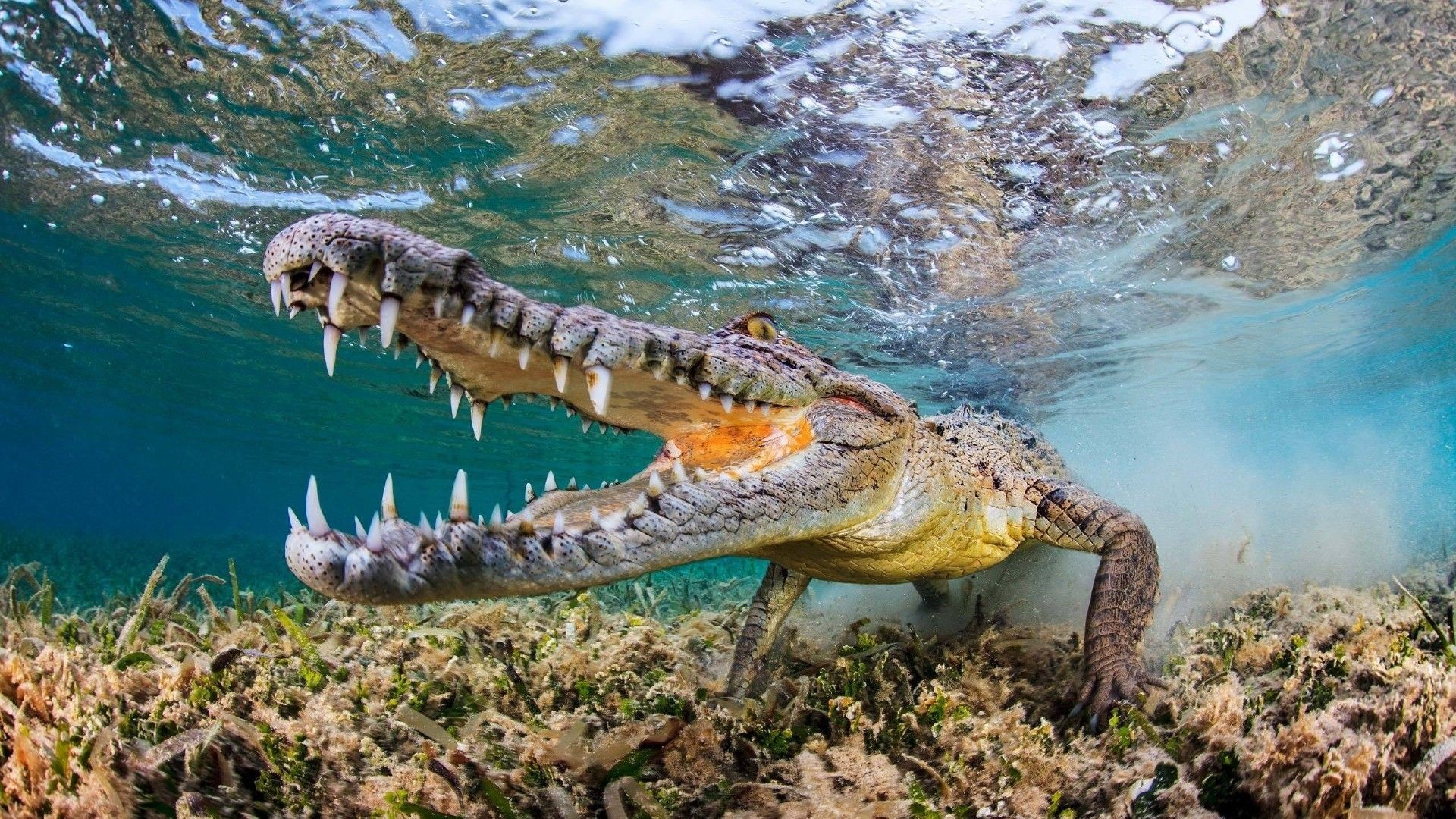 General 1920x1080 nature animals muzzles fangs underwater water reptiles wildlife fisheye lens bubbles turquoise crocodiles