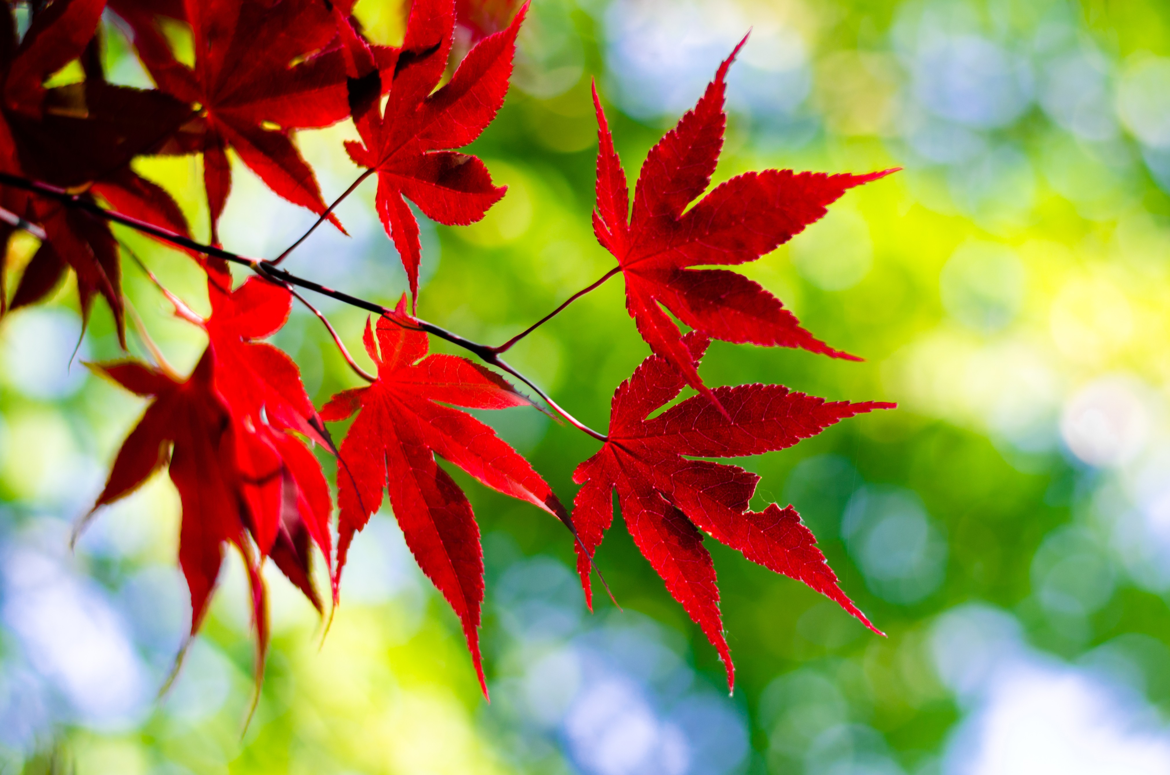General 4044x2678 maple leaves leaves outdoors red twigs plants red leaves closeup macro