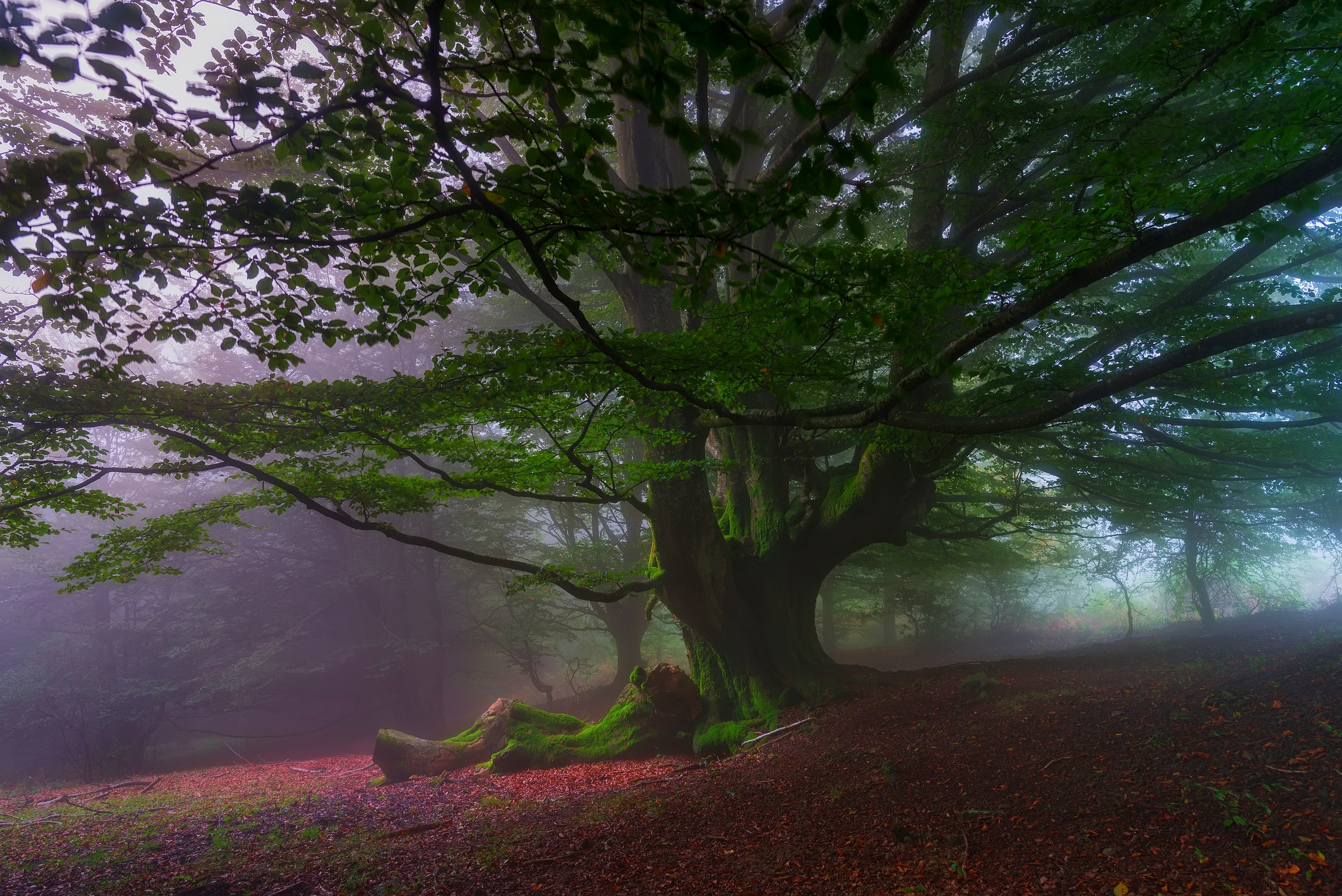 General 2500x1670 nature trees hills leaves mist forest morning moss Spain