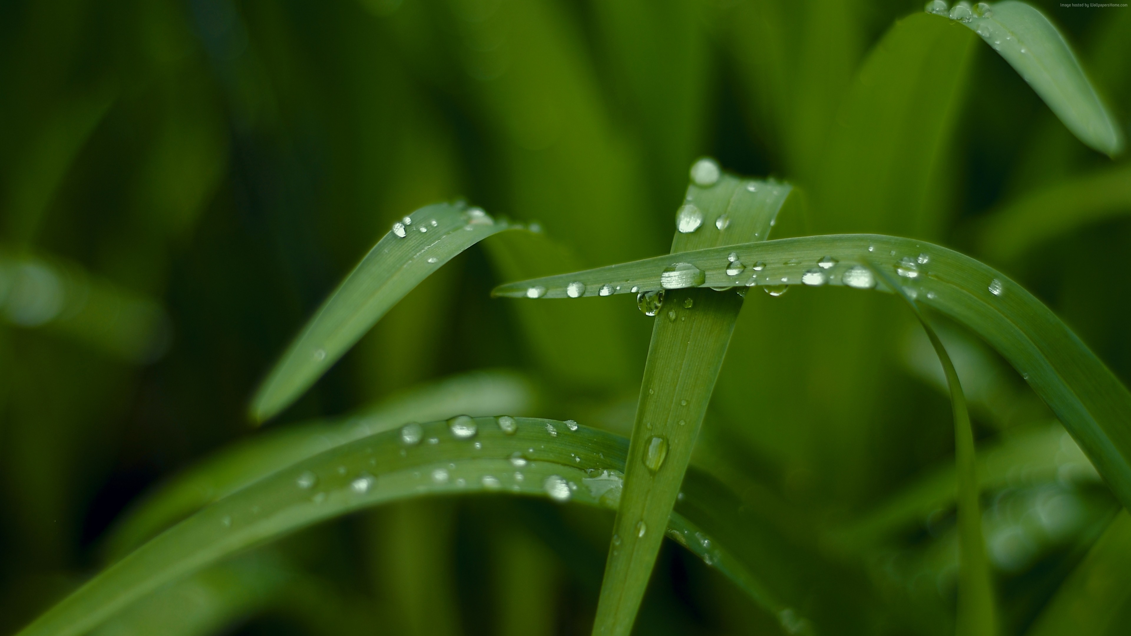 General 3840x2160 photography plants water drops