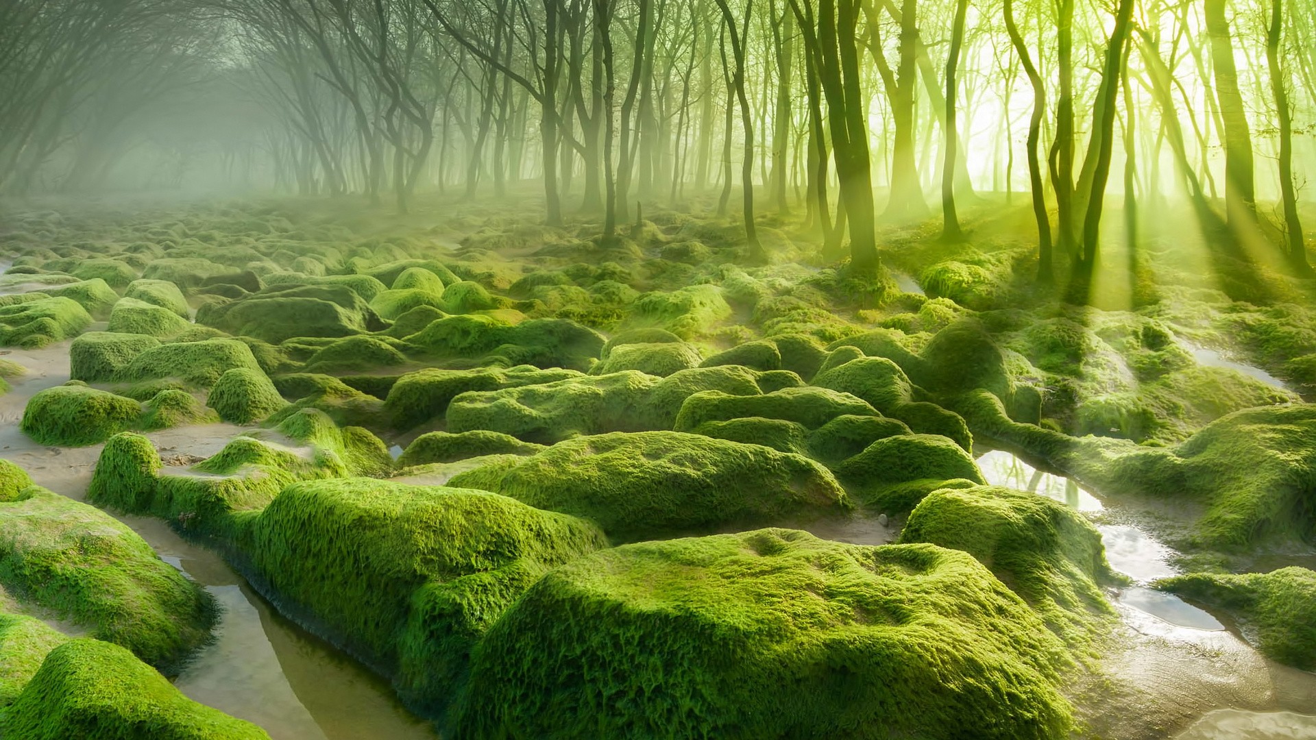 General 1920x1080 landscape nature water trees forest moss mist stones sun rays morning green