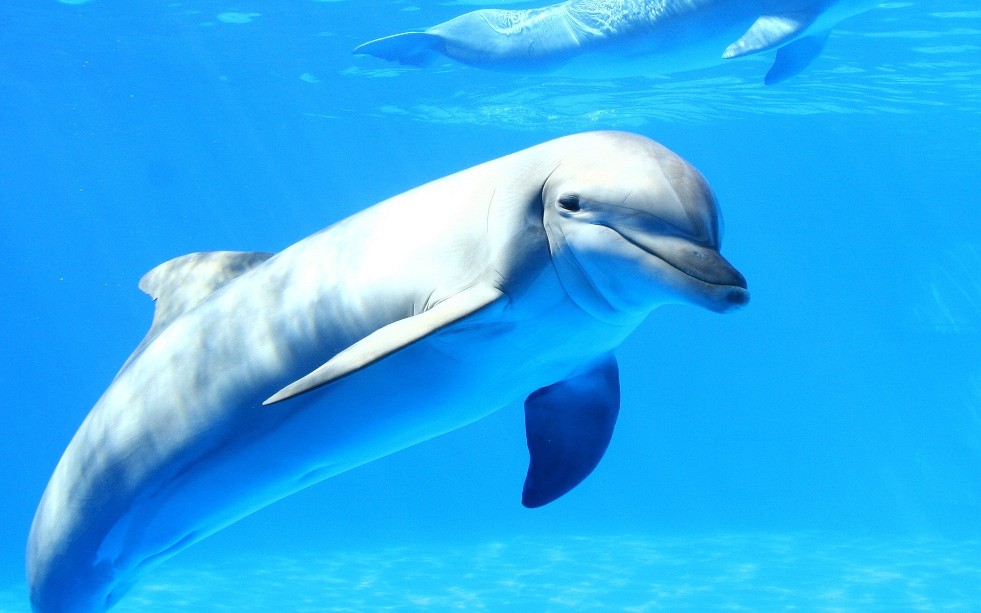 General 1920x1200 dolphin sea underwater animals cyan water smiling mammals