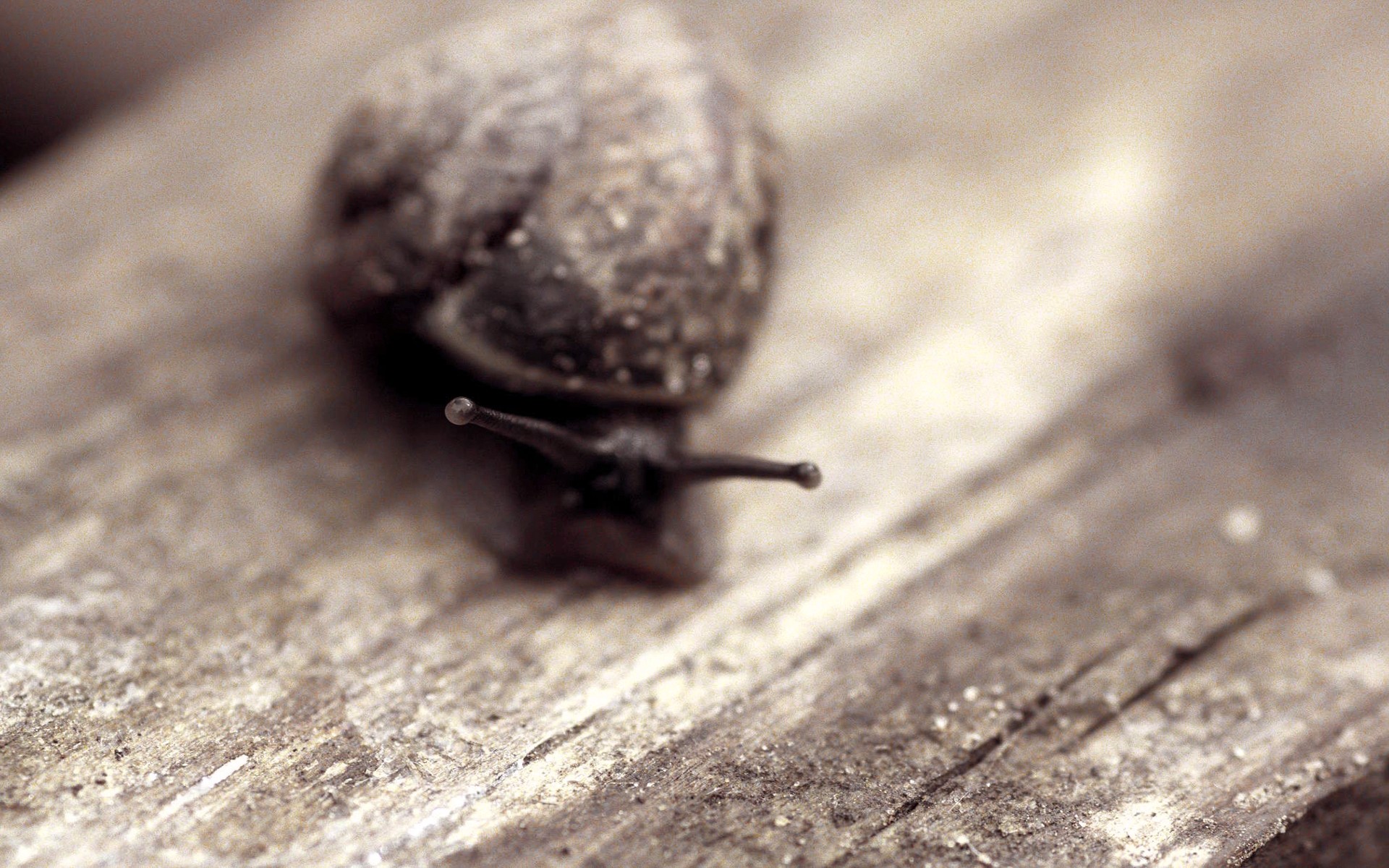 General 1920x1200 snail macro animals sepia wooden surface brown