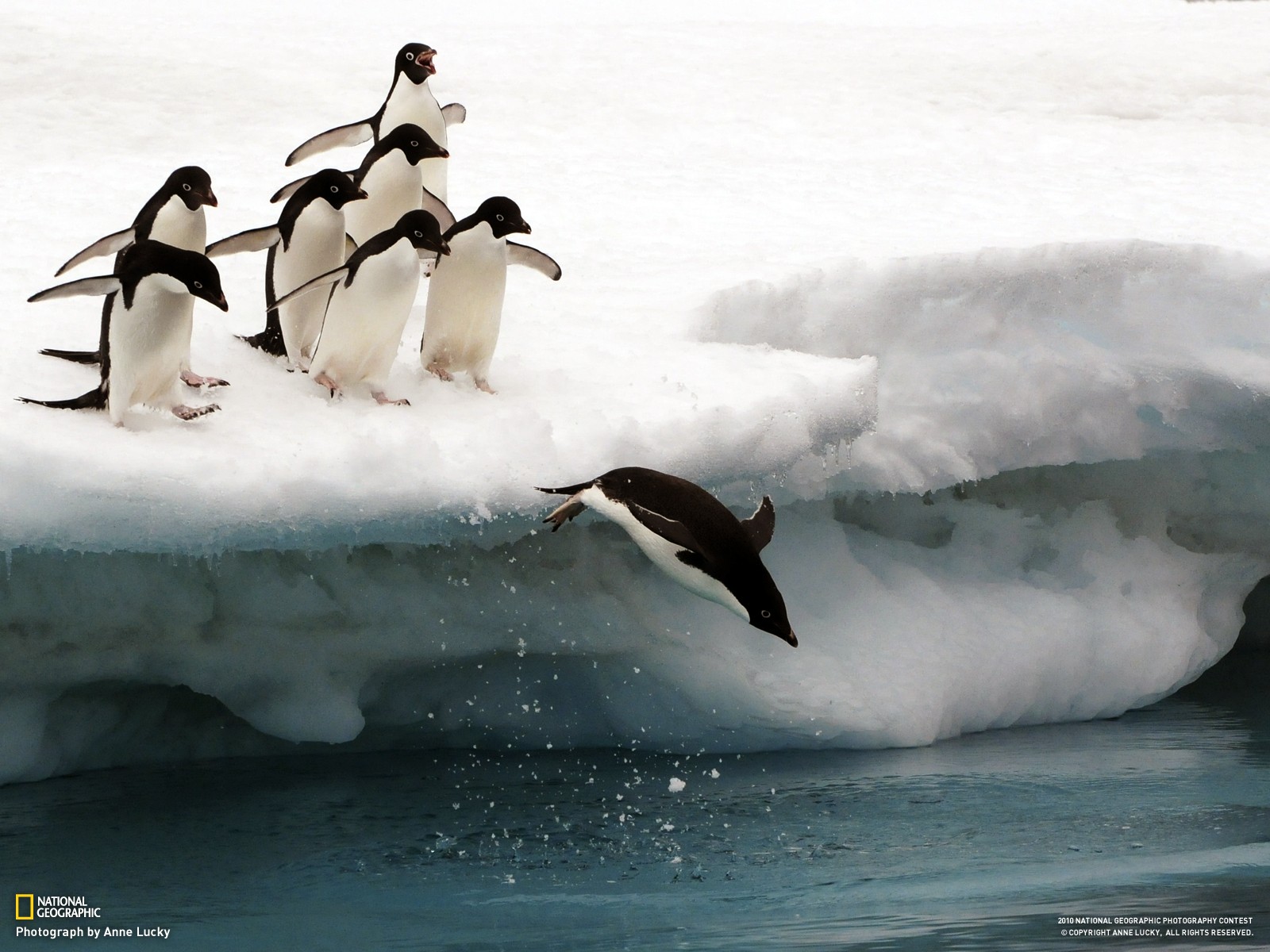 General 1600x1200 National Geographic iceberg snow penguins birds animals
