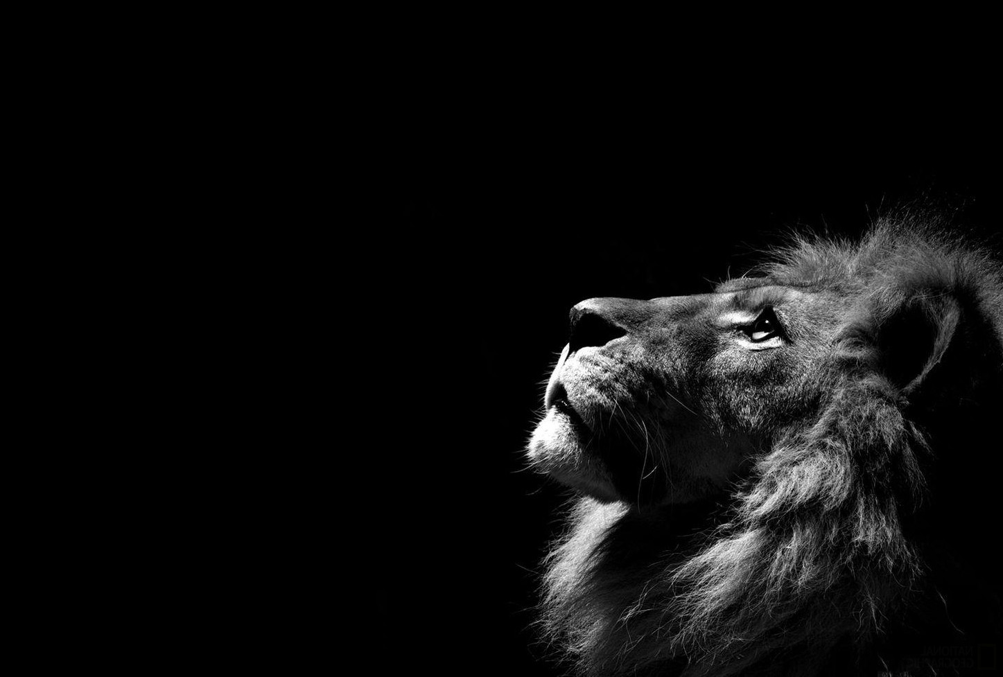 General 1447x977 lion animals simple background monochrome black background mammals big cats looking up