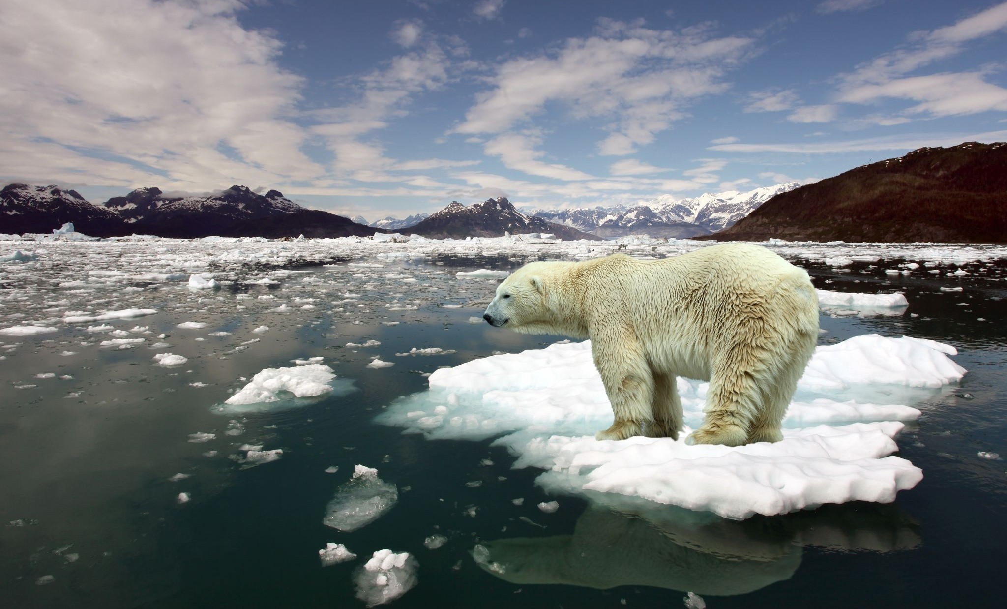 General 2048x1238 global warming bears animals polar bears mammals ice nature reflection water Arctic