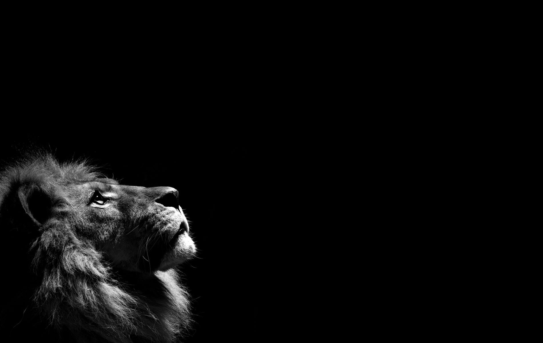 General 1900x1200 monochrome lion animals mammals looking up simple background black background