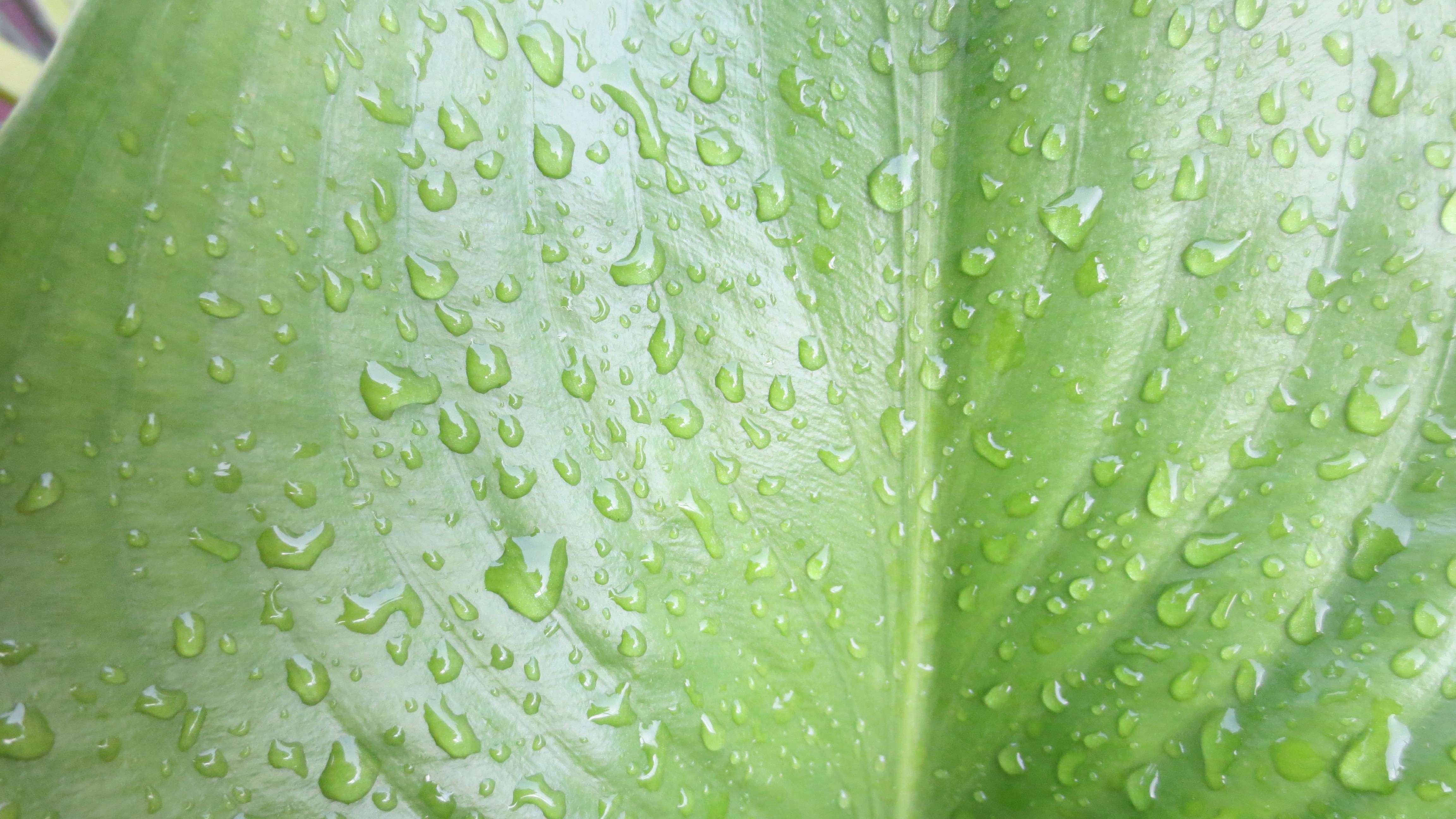 General 4608x2592 macro photography water drops plants leaves