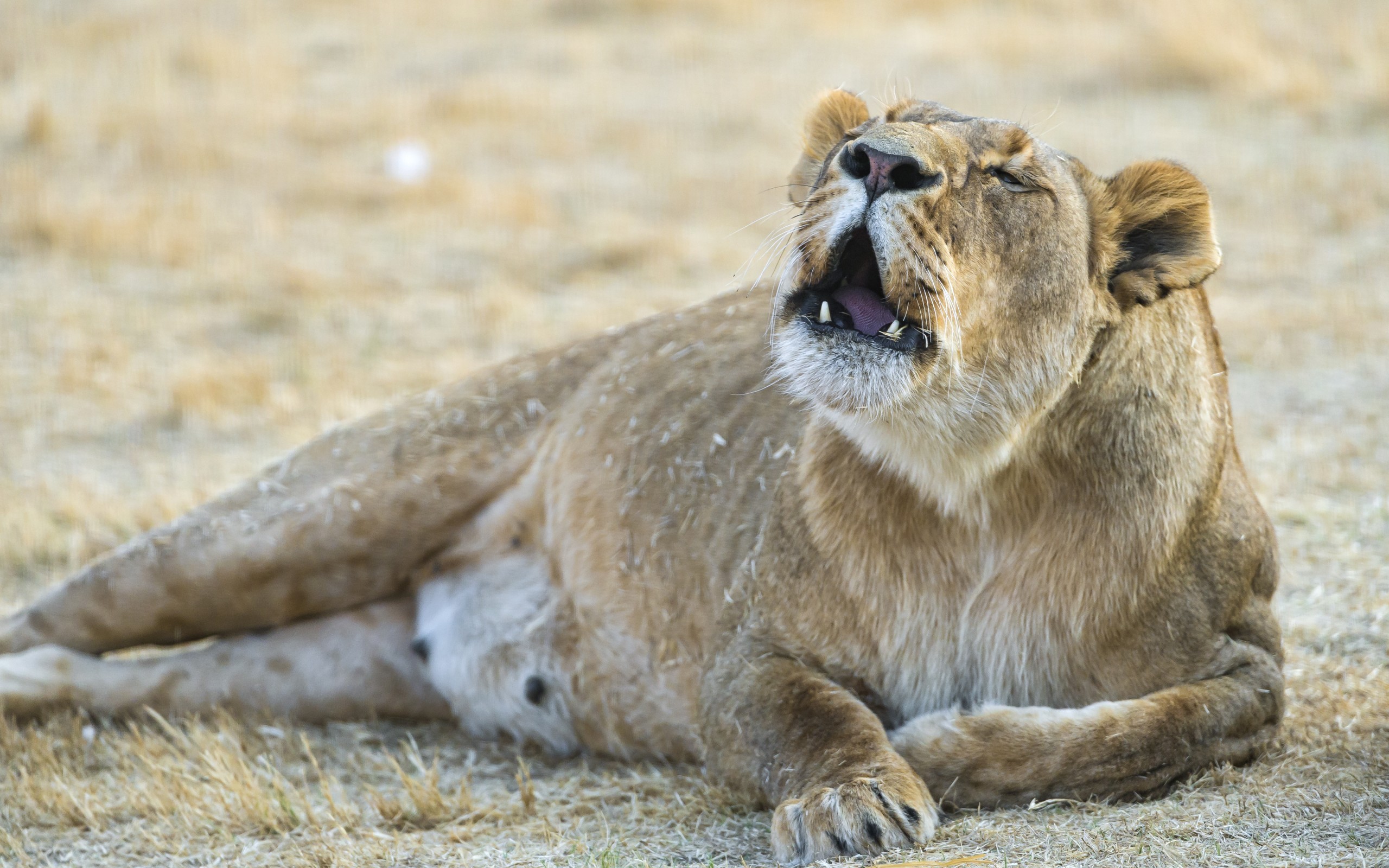 General 2560x1600 animals mammals big cats closeup fur lion depth of field nature open mouth