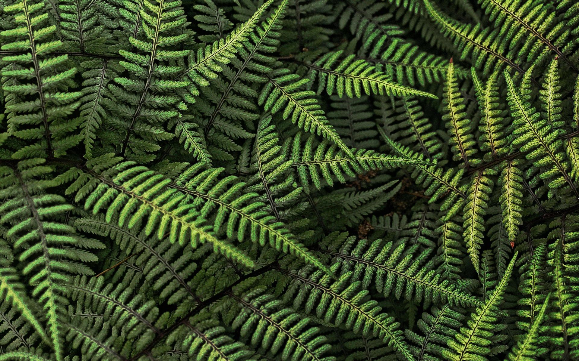 General 1920x1200 nature ferns leaves plants closeup