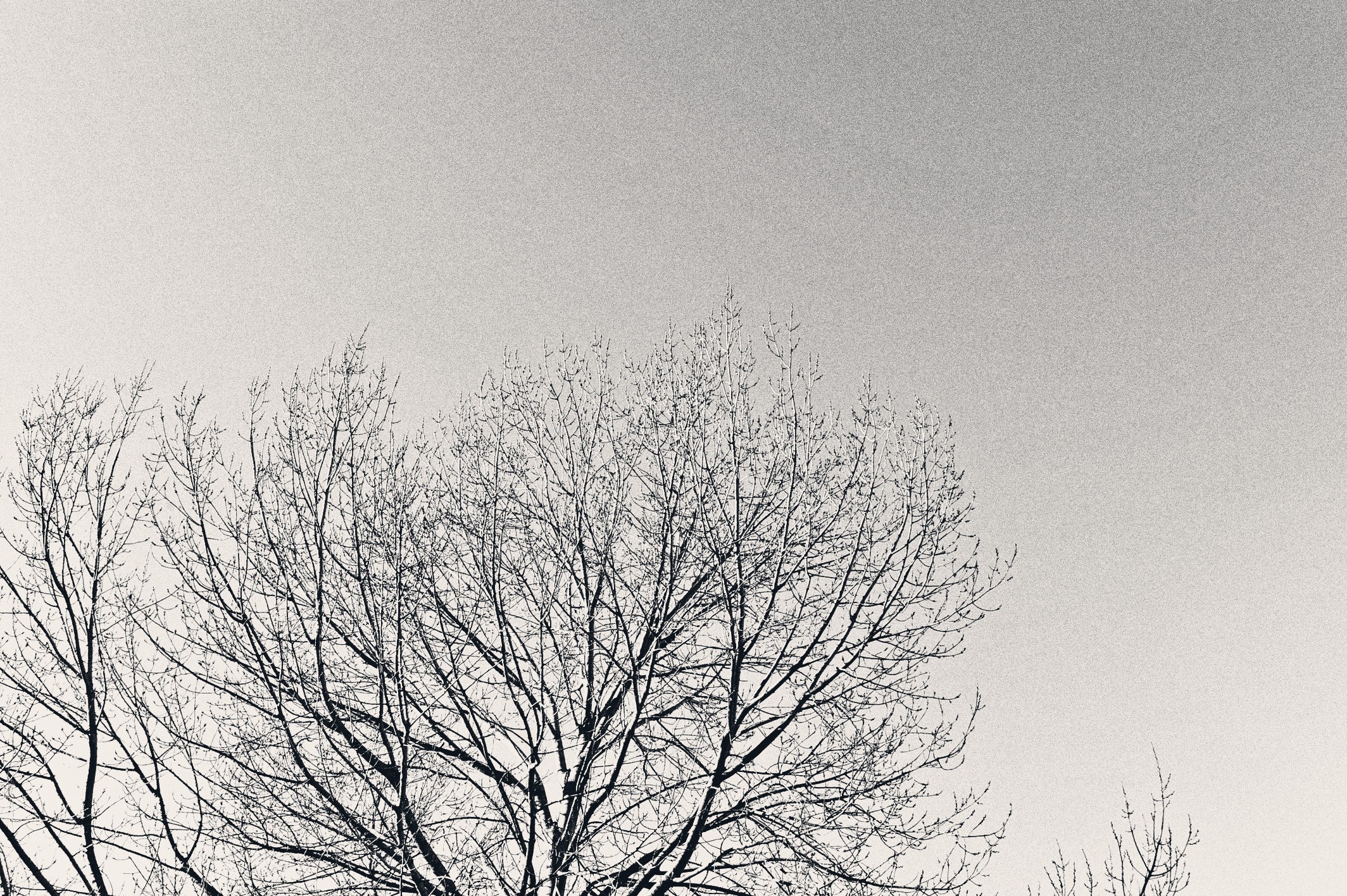 General 2128x1416 trees sky monochrome outdoors