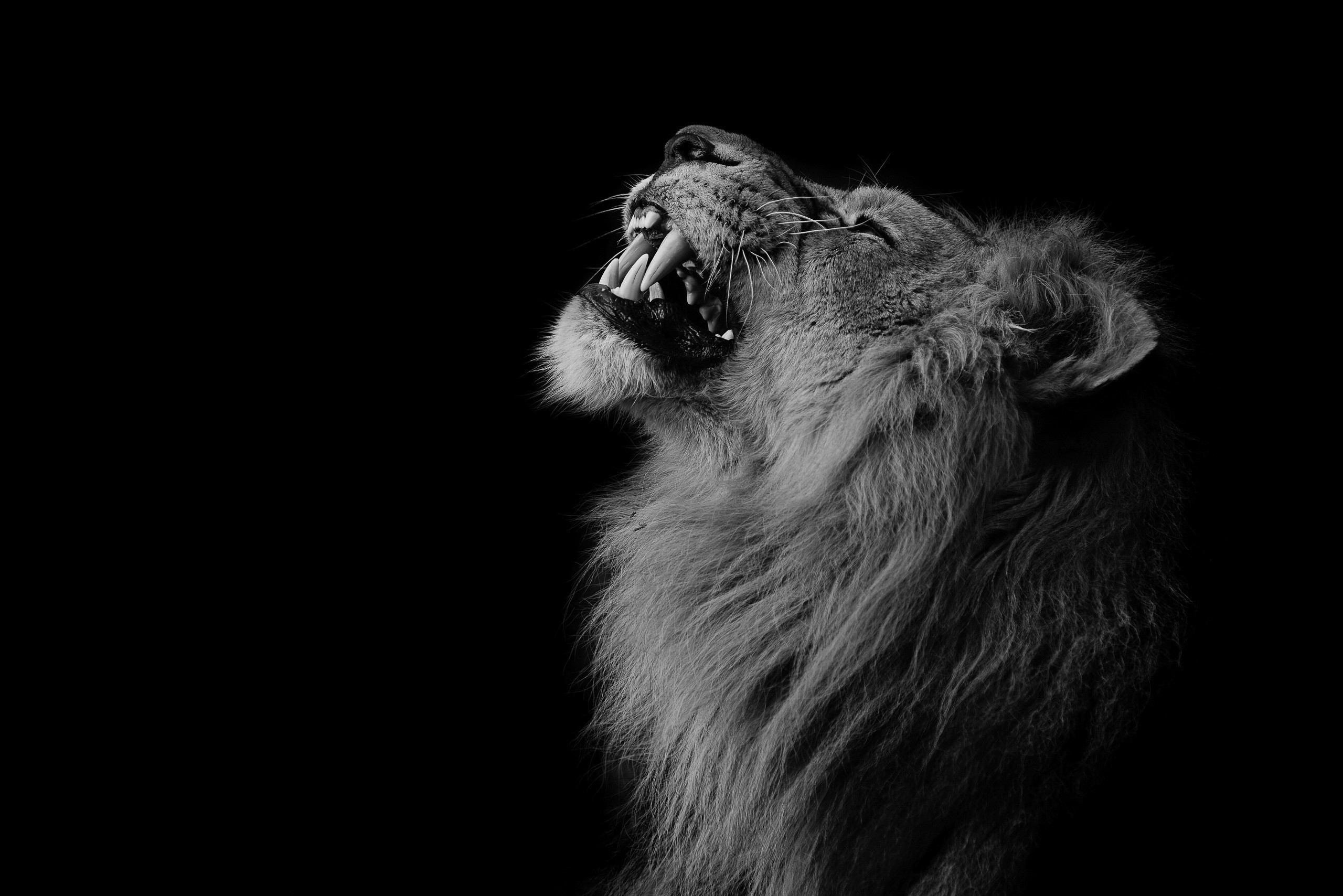 General 2560x1708 lion monochrome roar animals mammals big cats simple background black background