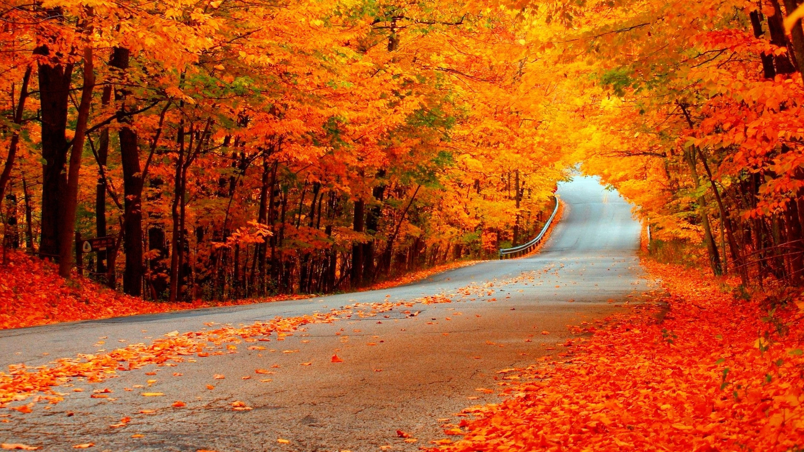 General 2560x1440 fall road trees leaves colorful outdoors fallen leaves