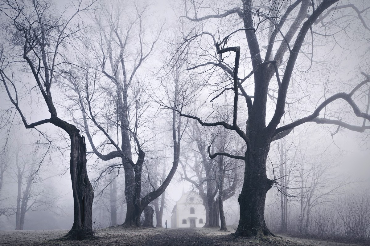General 1200x800 nature landscape trees forest mist monochrome winter branch men house dirt road silhouette alone