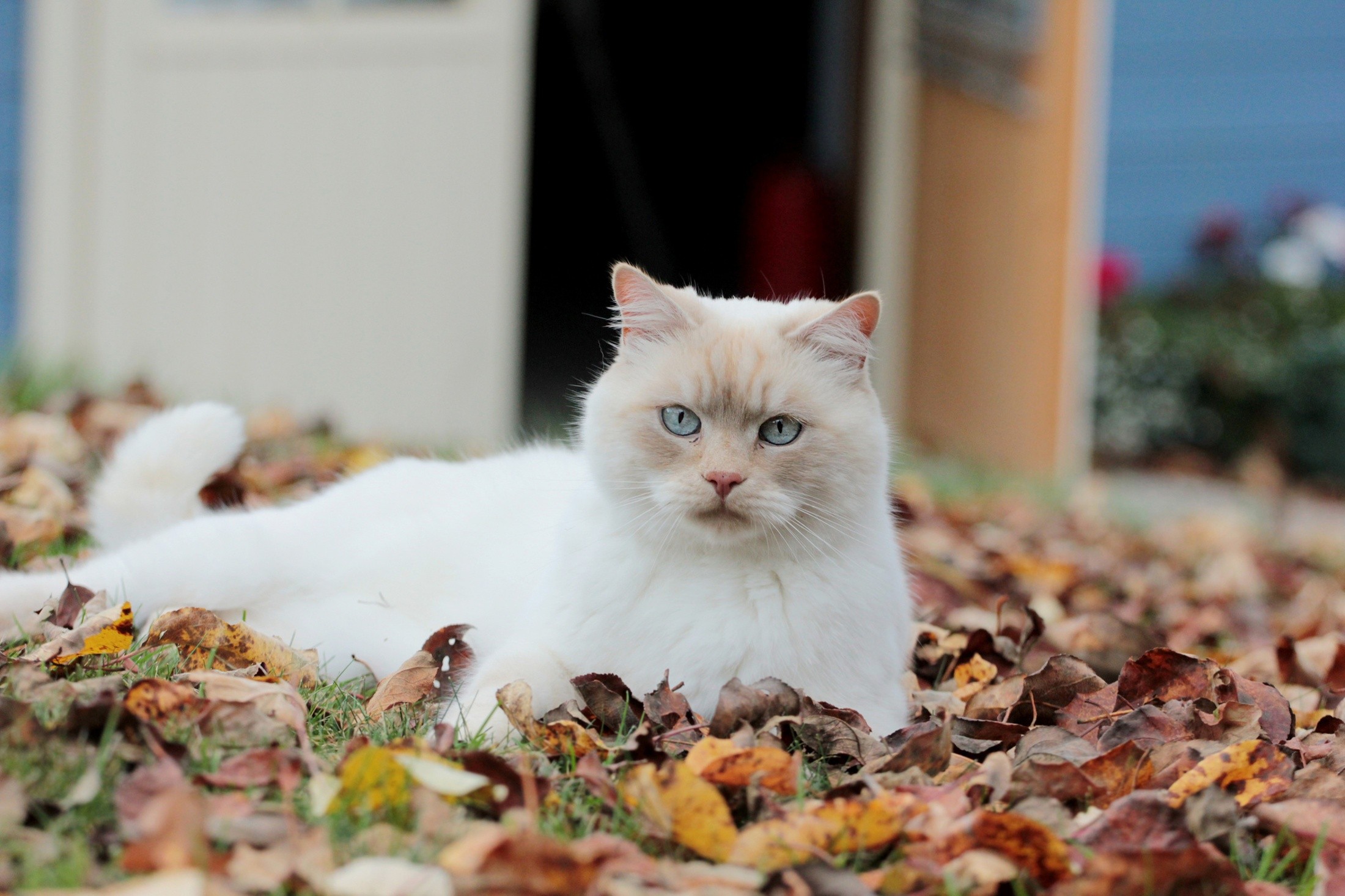 General 2200x1466 cats animals leaves blue eyes mammals fallen leaves