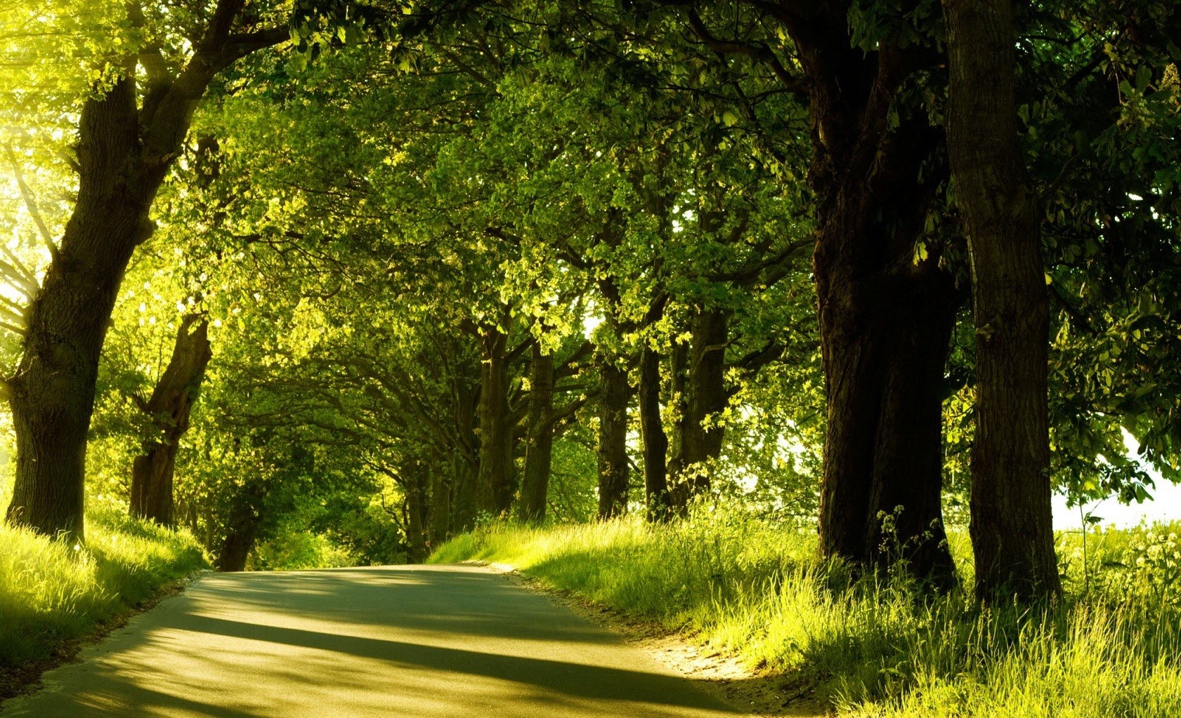 General 1681x1023 photography trees nature plants summer road