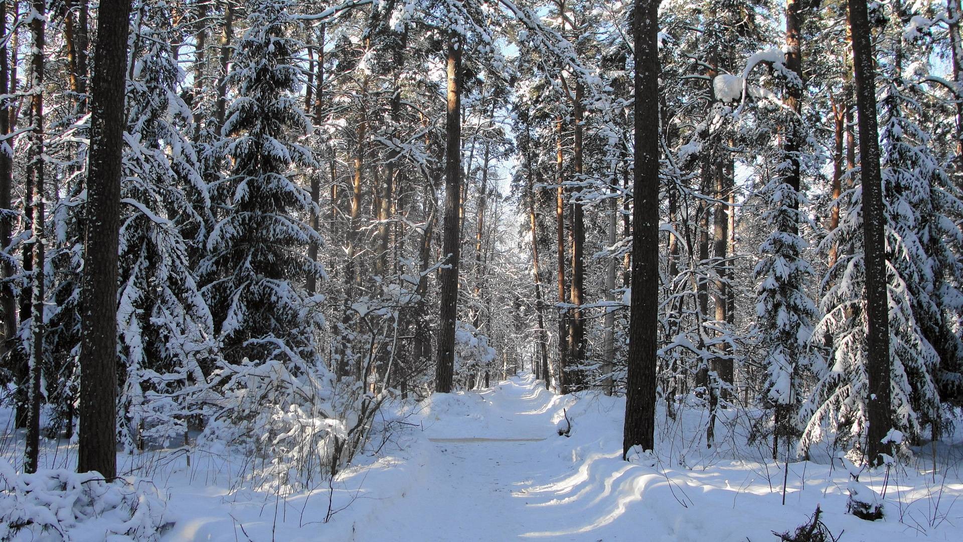 General 1920x1080 snow winter forest path nature trees