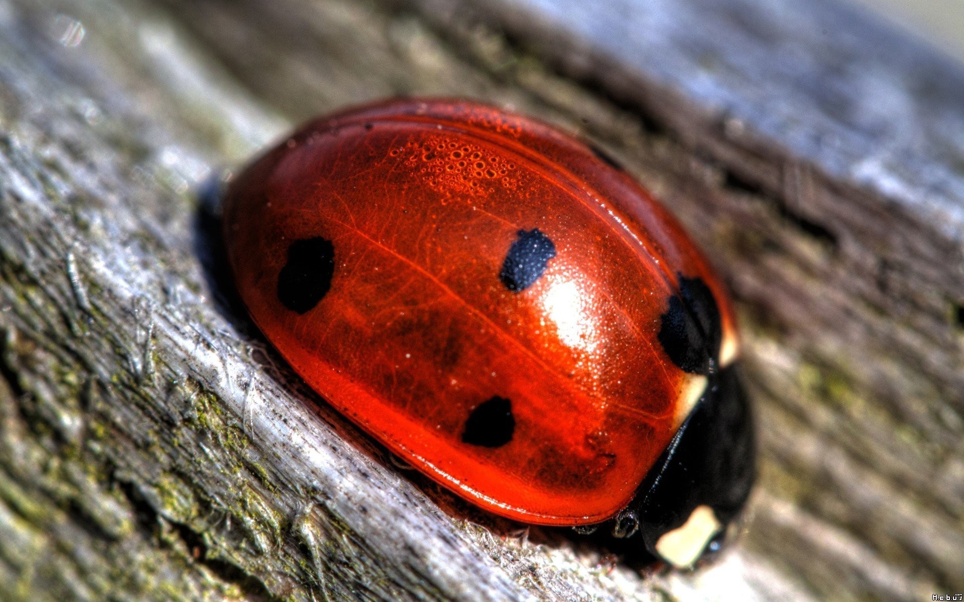General 1920x1200 insect red shiny animals ladybugs closeup macro