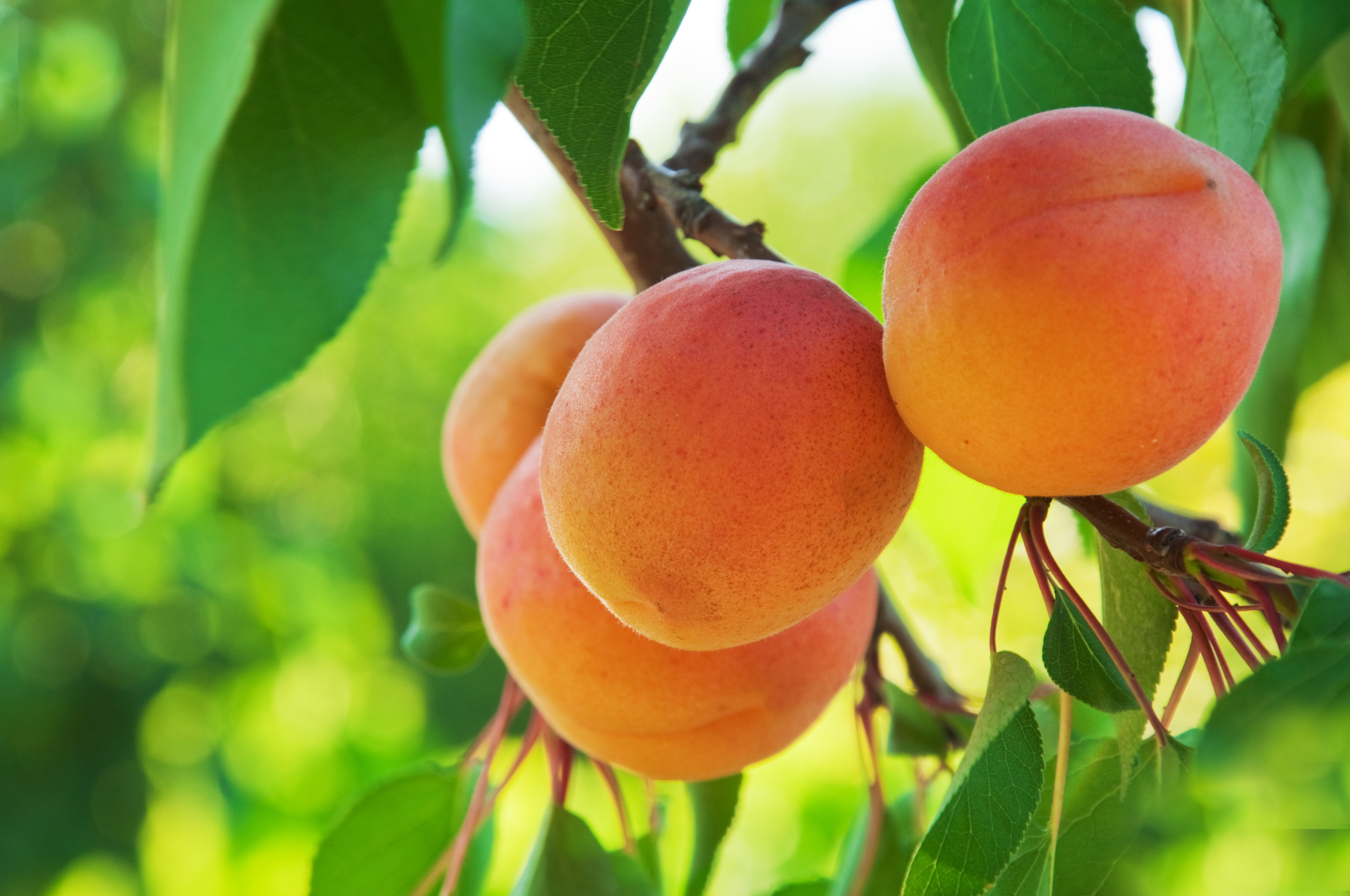 General 6410x4257 macro fruit peaches food plants