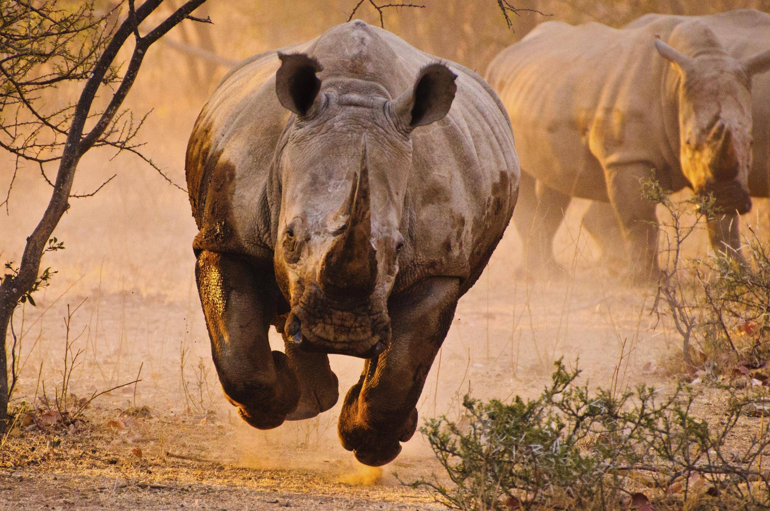General 2499x1660 rhino nature animals Africa mammals