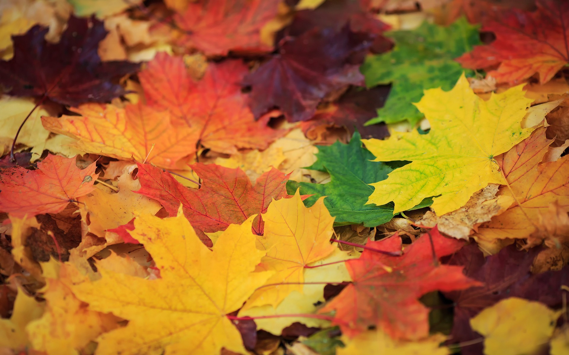General 1920x1200 plants leaves fall fallen leaves colorful outdoors