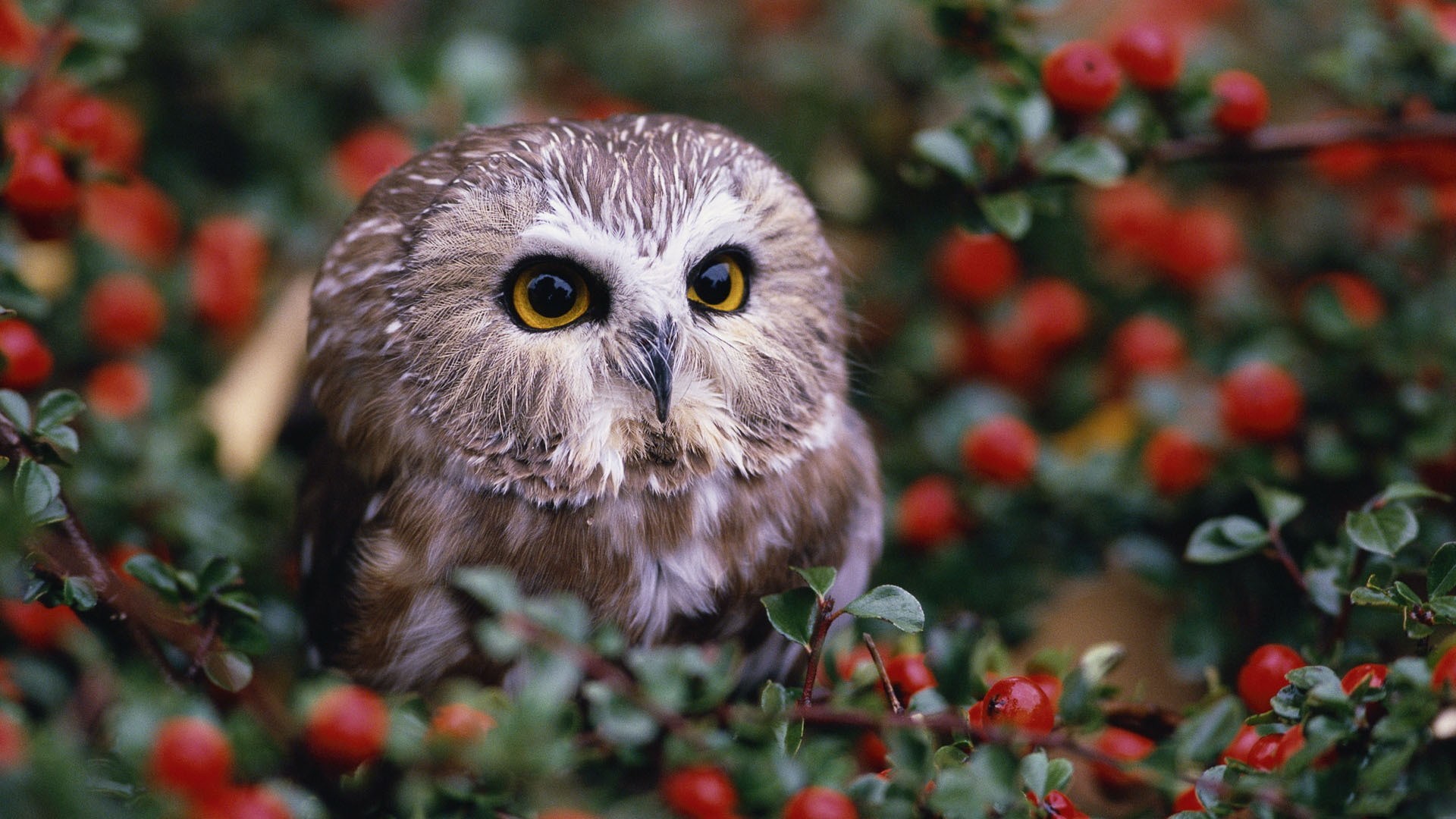 General 1920x1080 nature animals baby animals owl depth of field leaves birds