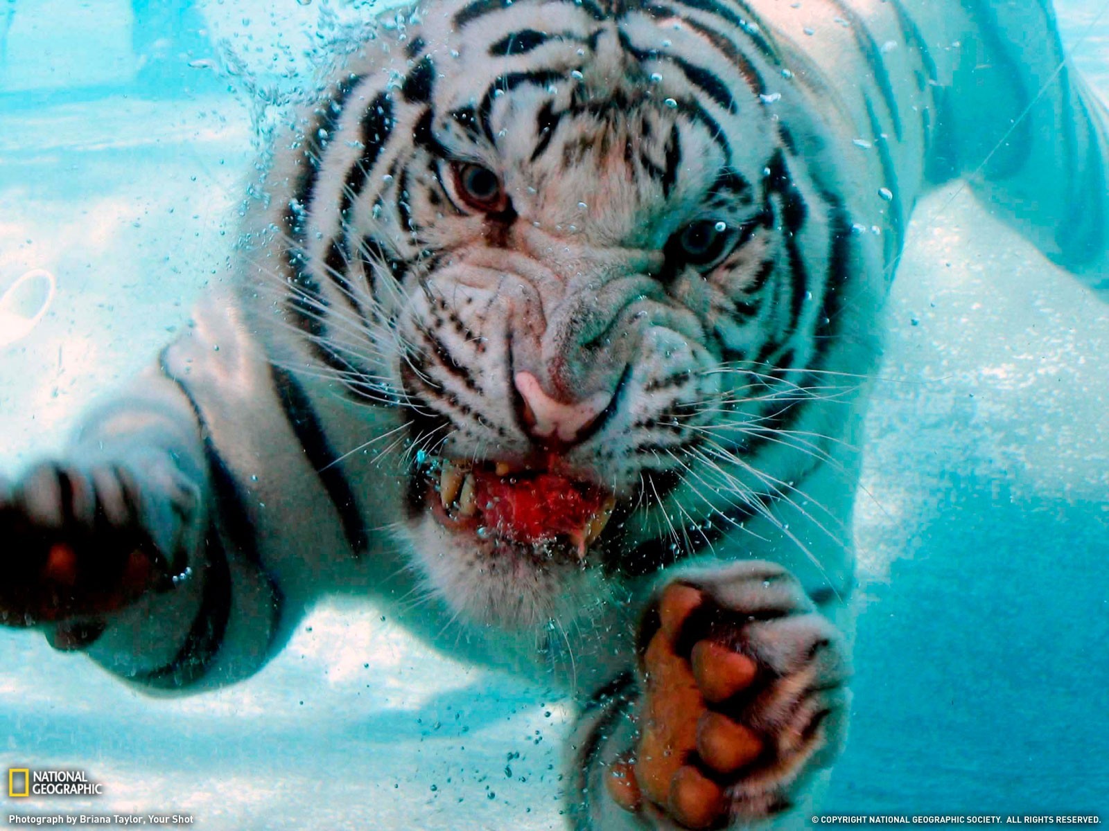 General 1600x1200 white tigers animals mammals National Geographic big cats cyan underwater