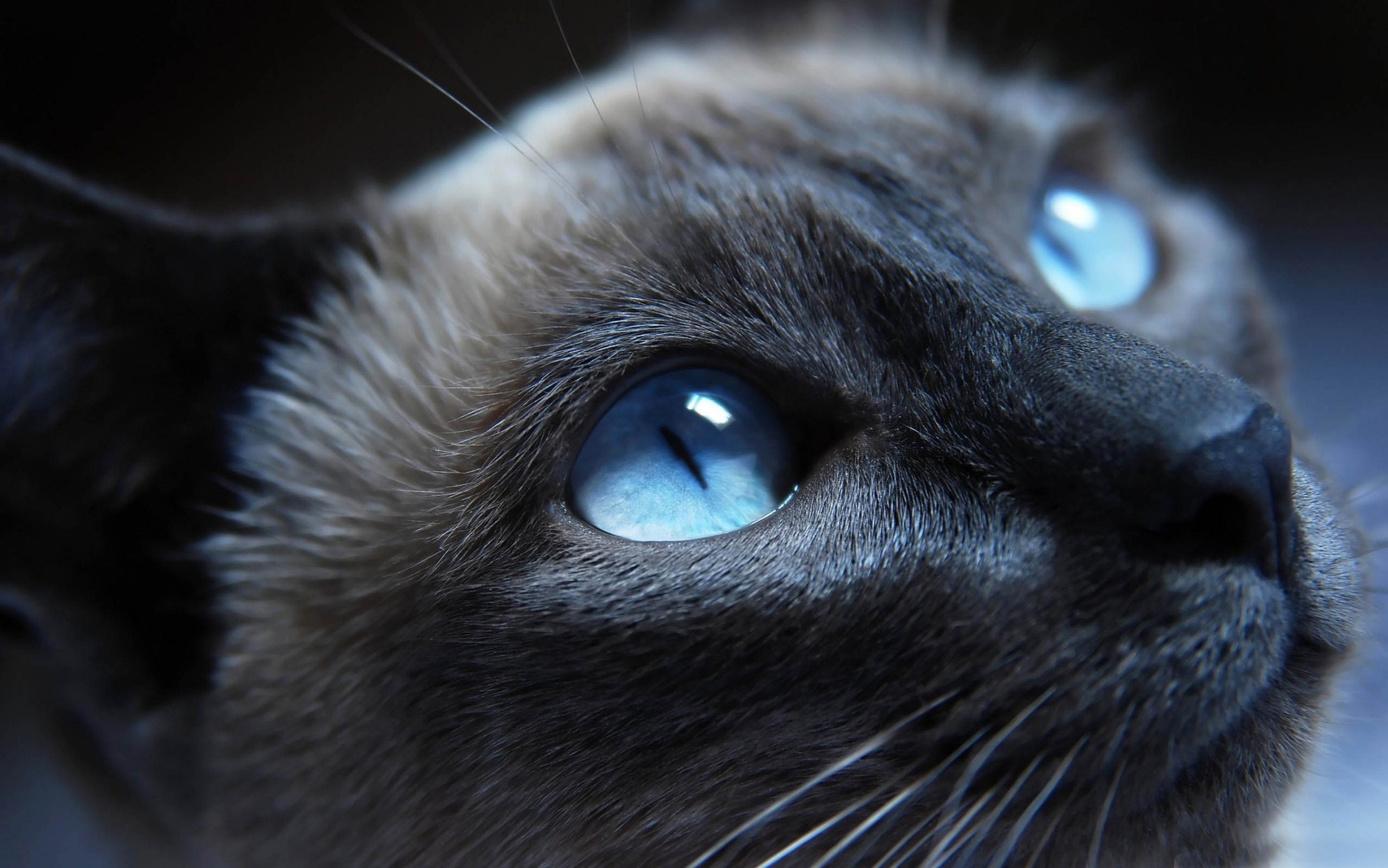 General 2457x1536 cats blue eyes face animals eyes Siamese cats mammals animal eyes closeup