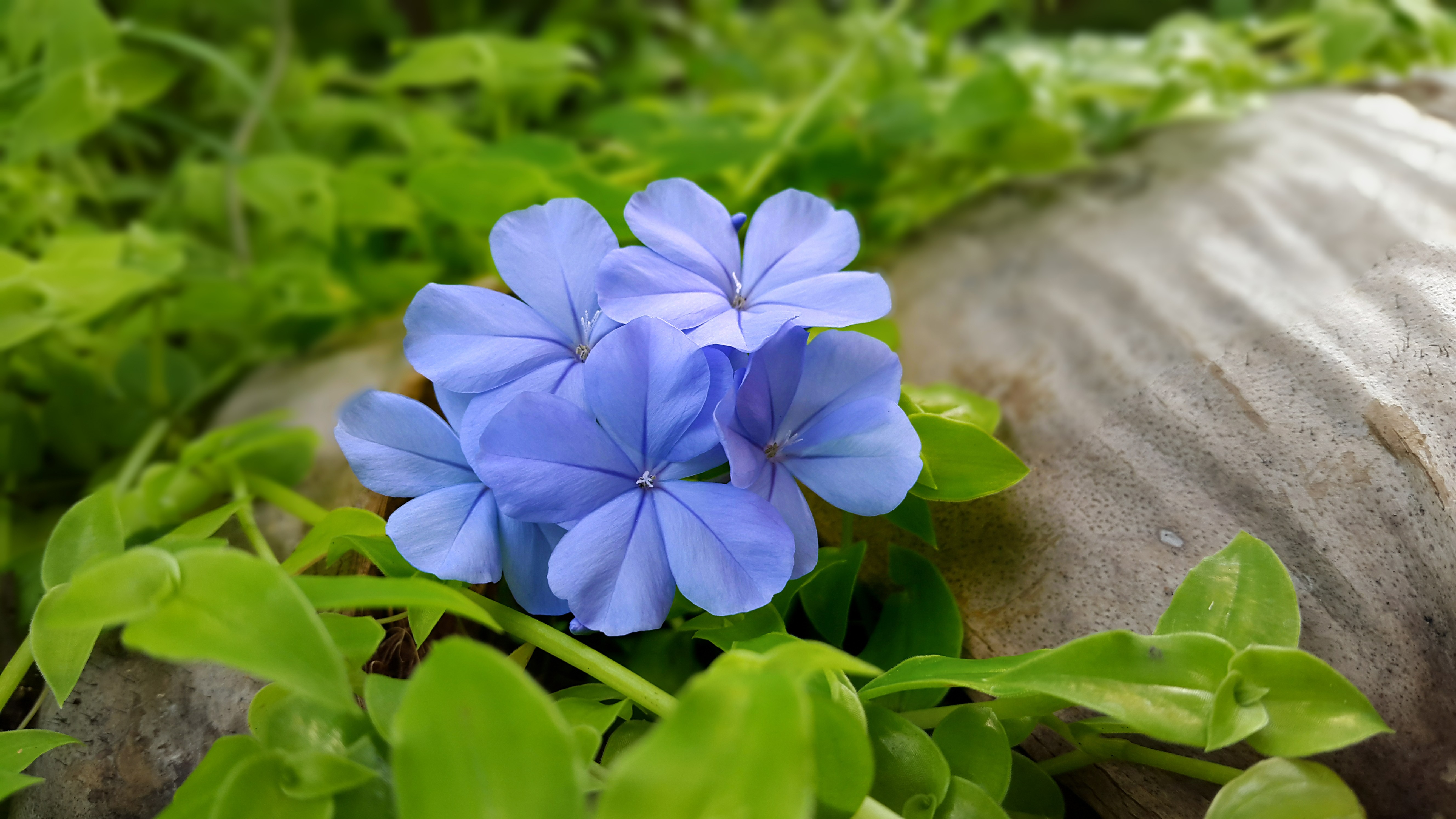 General 5312x2988 leaves blue flowers plants flowers