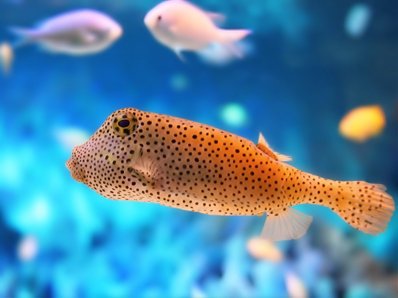 General 1600x1200 fish animals sea blue orange dots underwater sea life turquoise